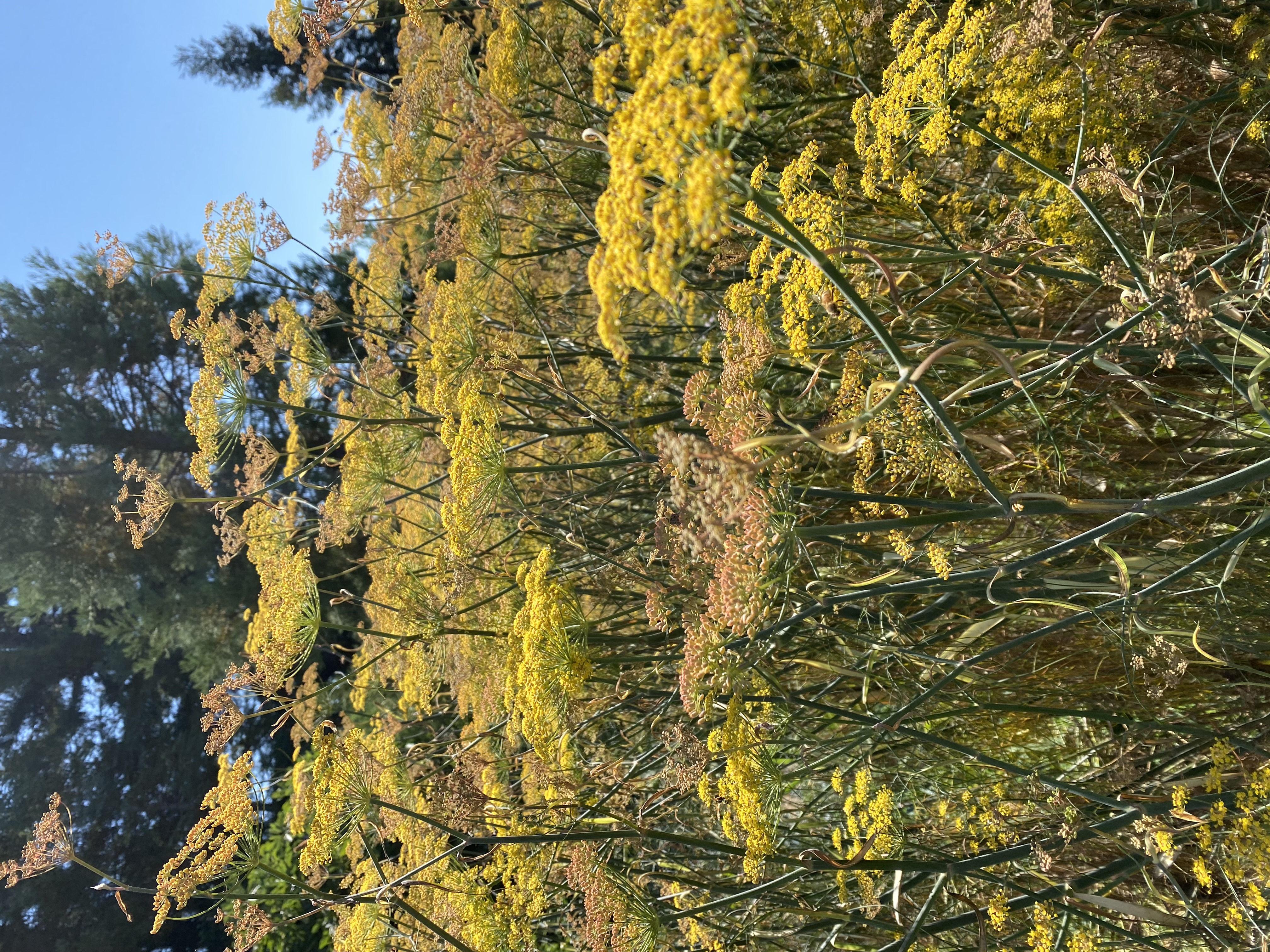 FOENICULUM vulgare