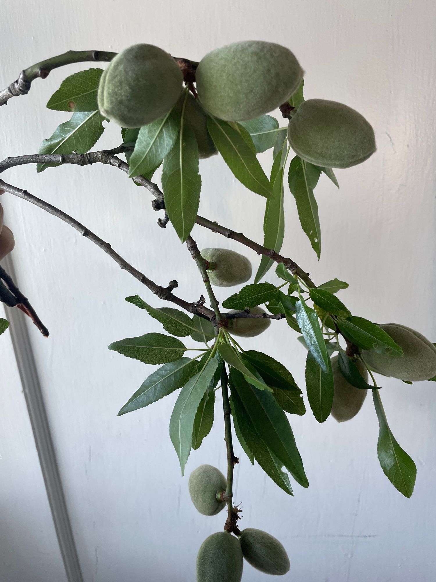 PRUNUS dulcis