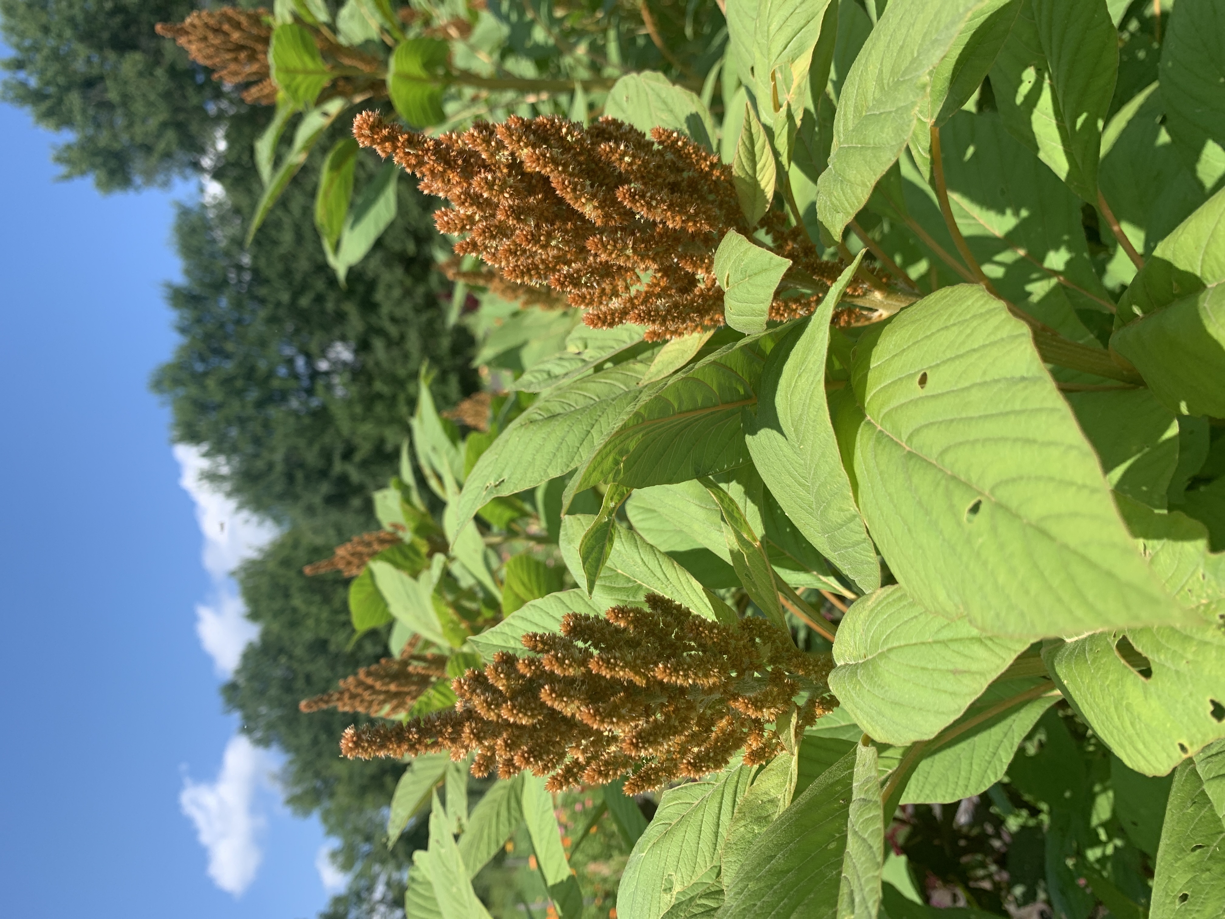AMARANTHUS cruentus Hot Biscuits