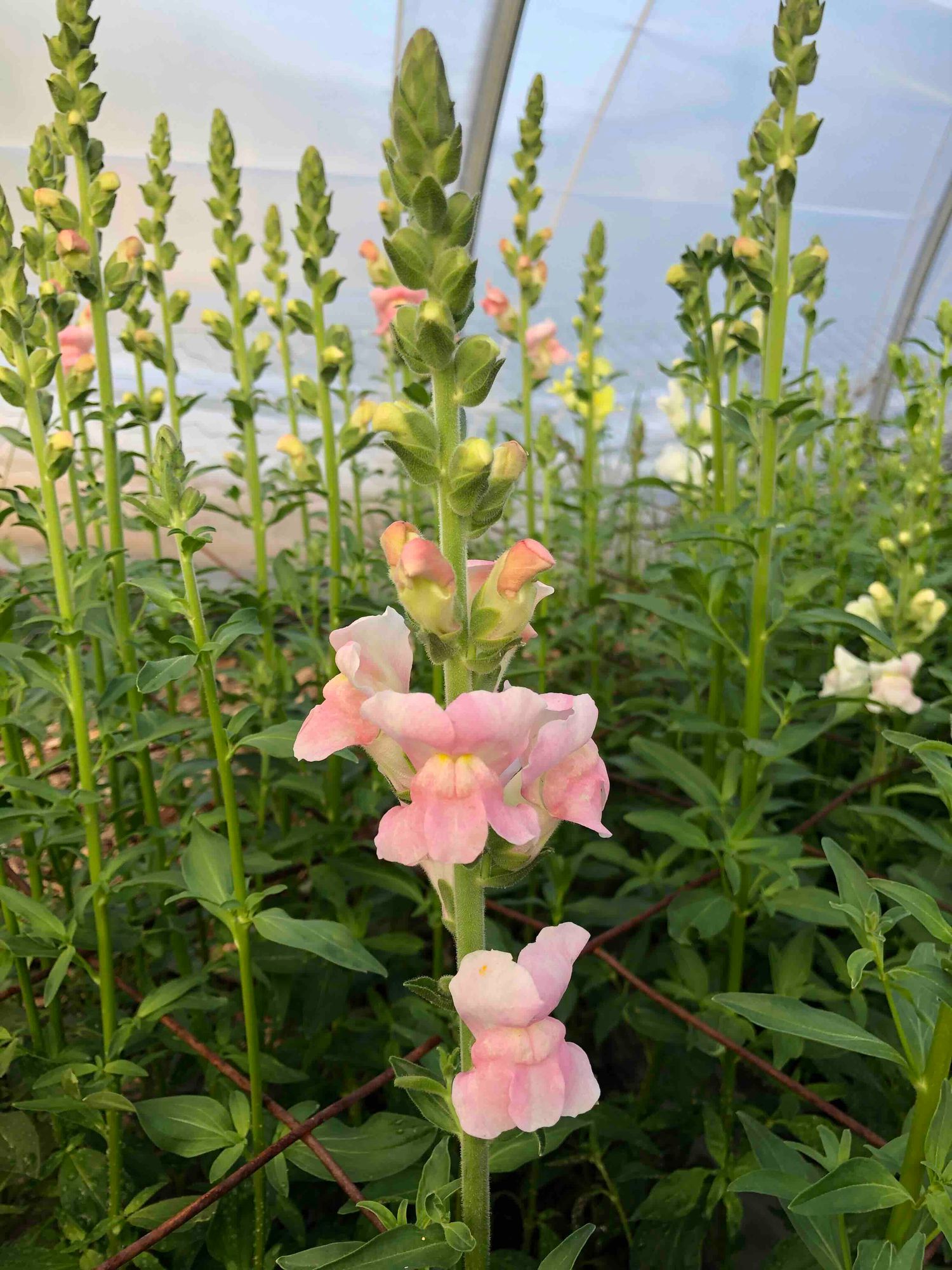 ANTIRRHINUM majus Maryland
