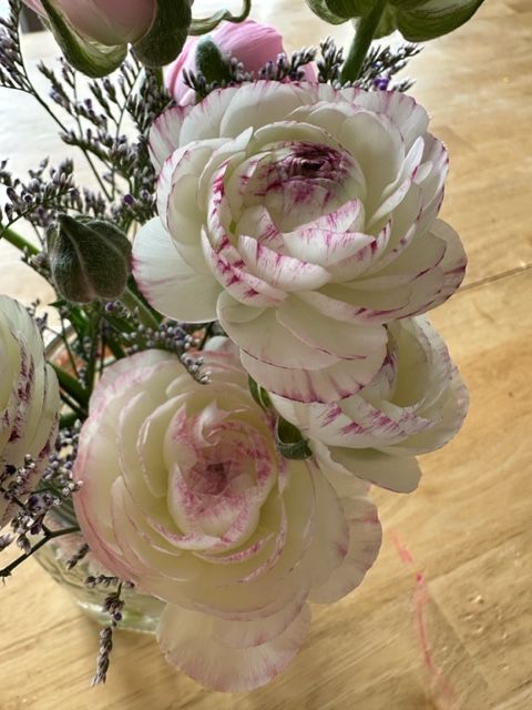 RANUNCULUS La Belle White Picotee