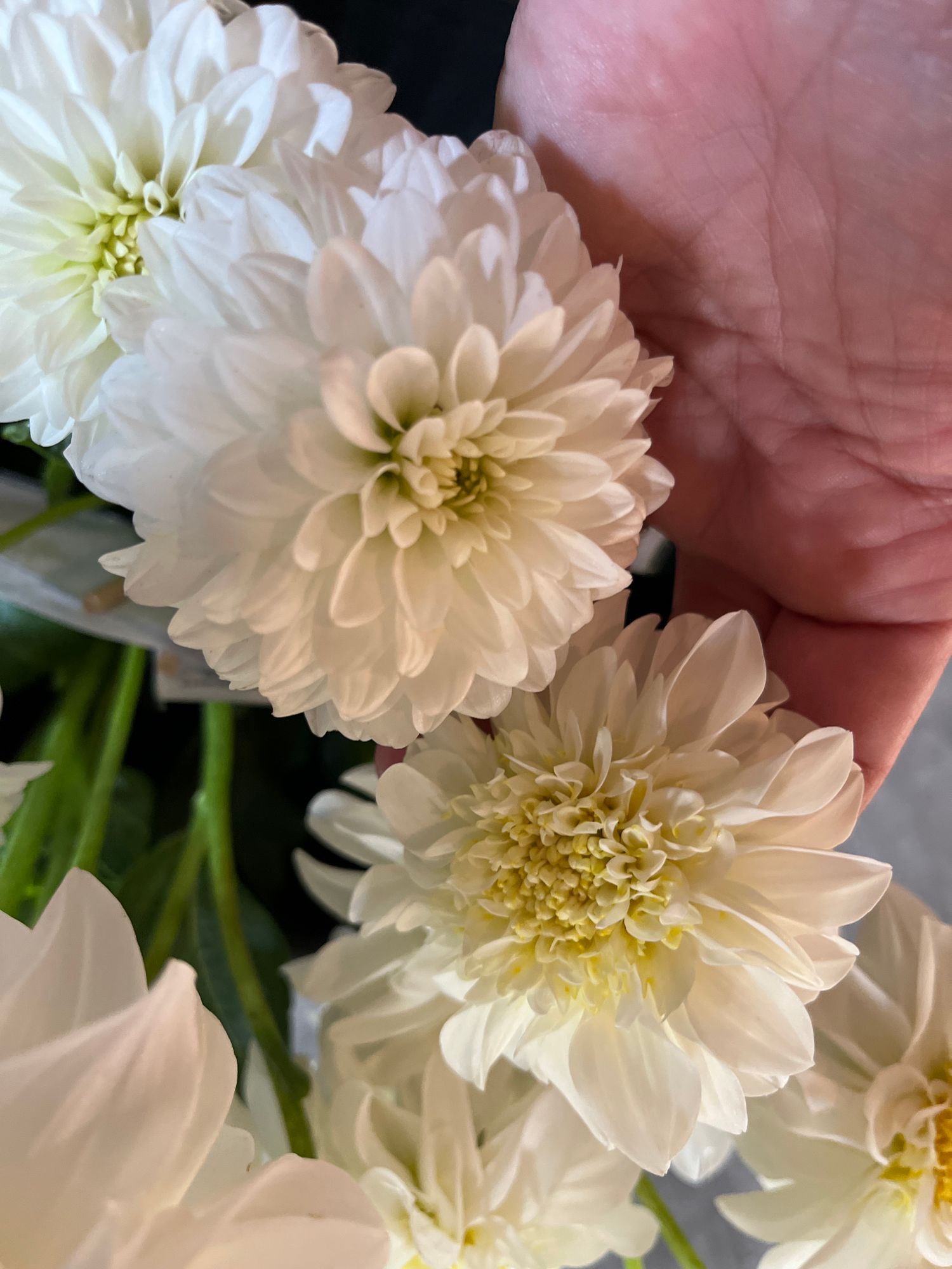 DAHLIA