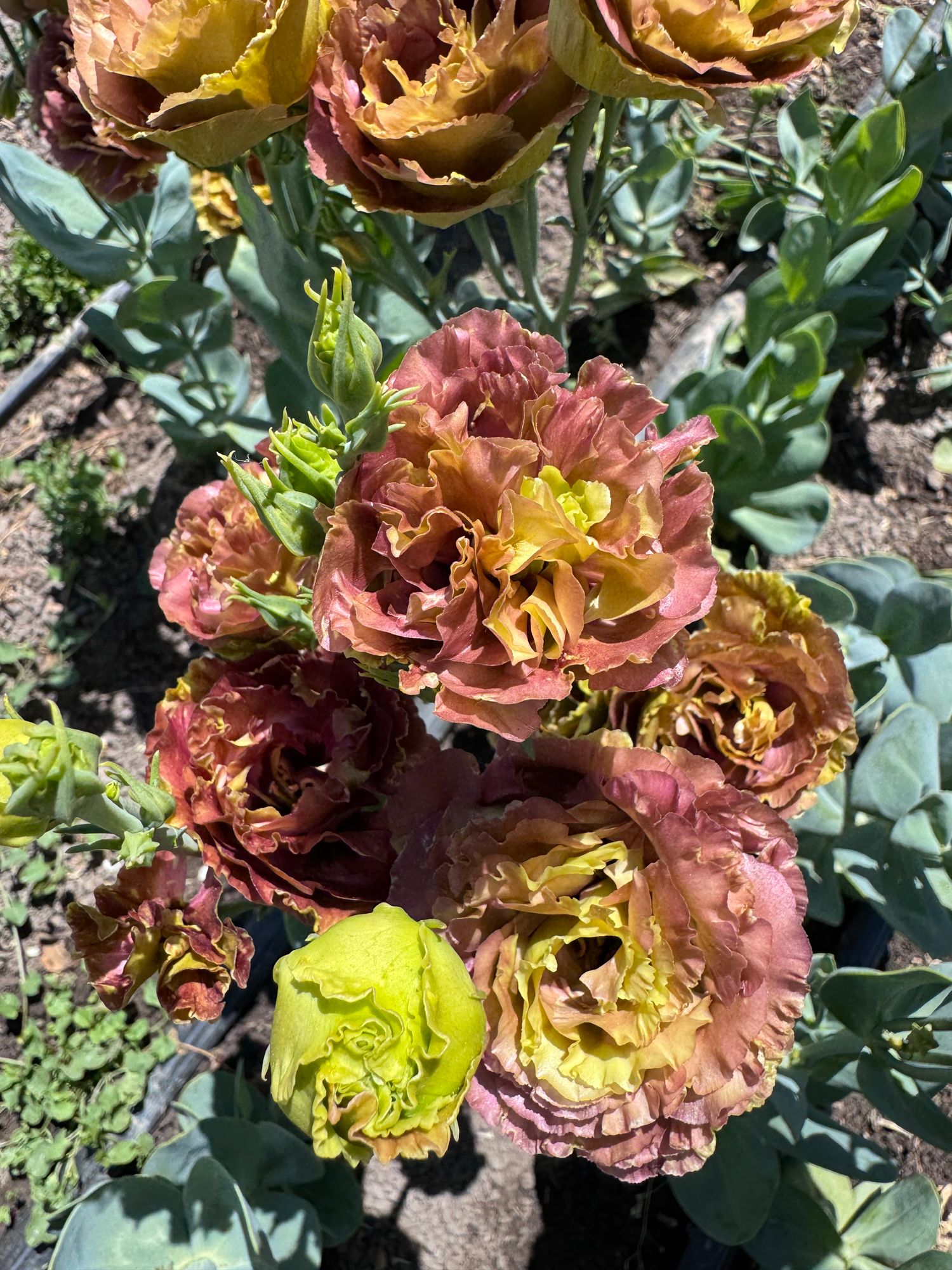 EUSTOMA grandiflorum Rosanne Terracotta