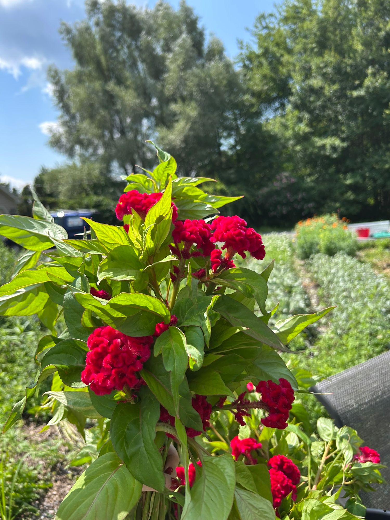 CELOSIA argentea var. cristata Chief