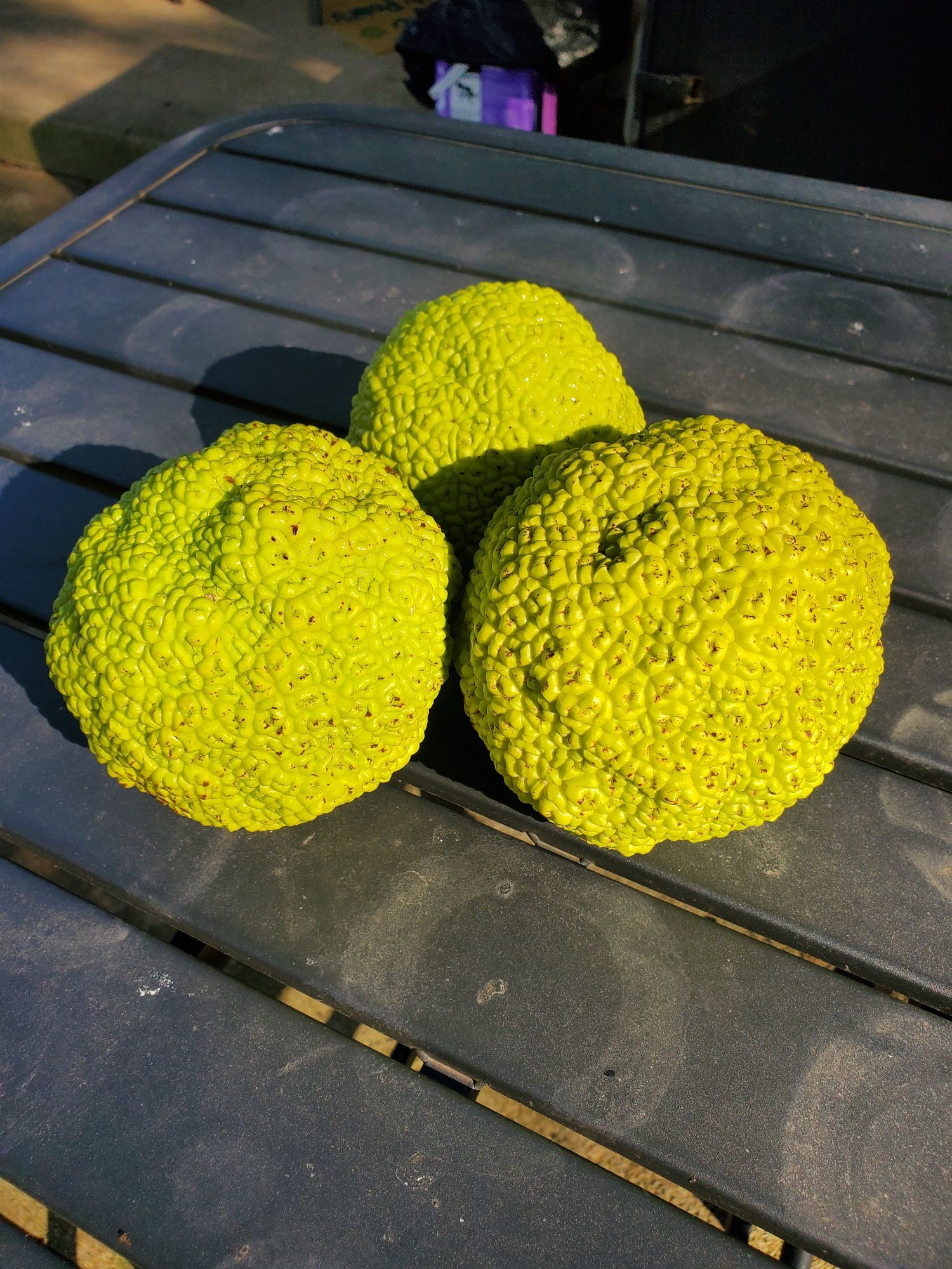 MACLURA pomifera