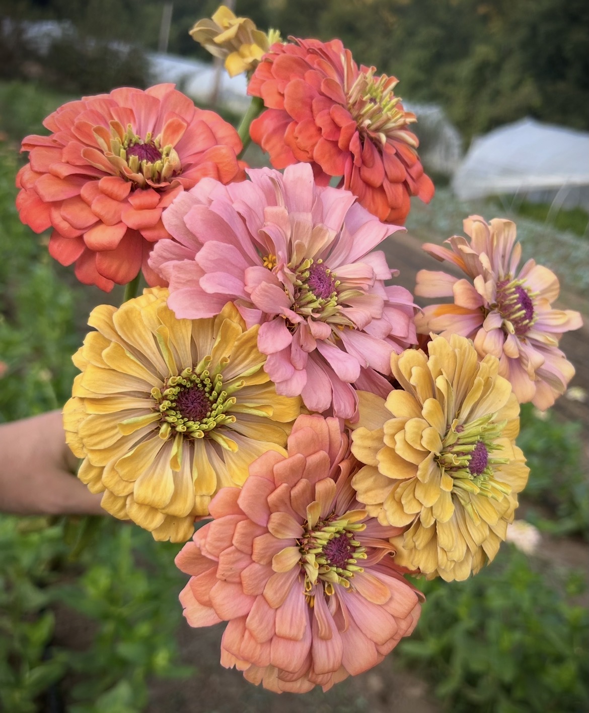 ZINNIA elegans Aurora