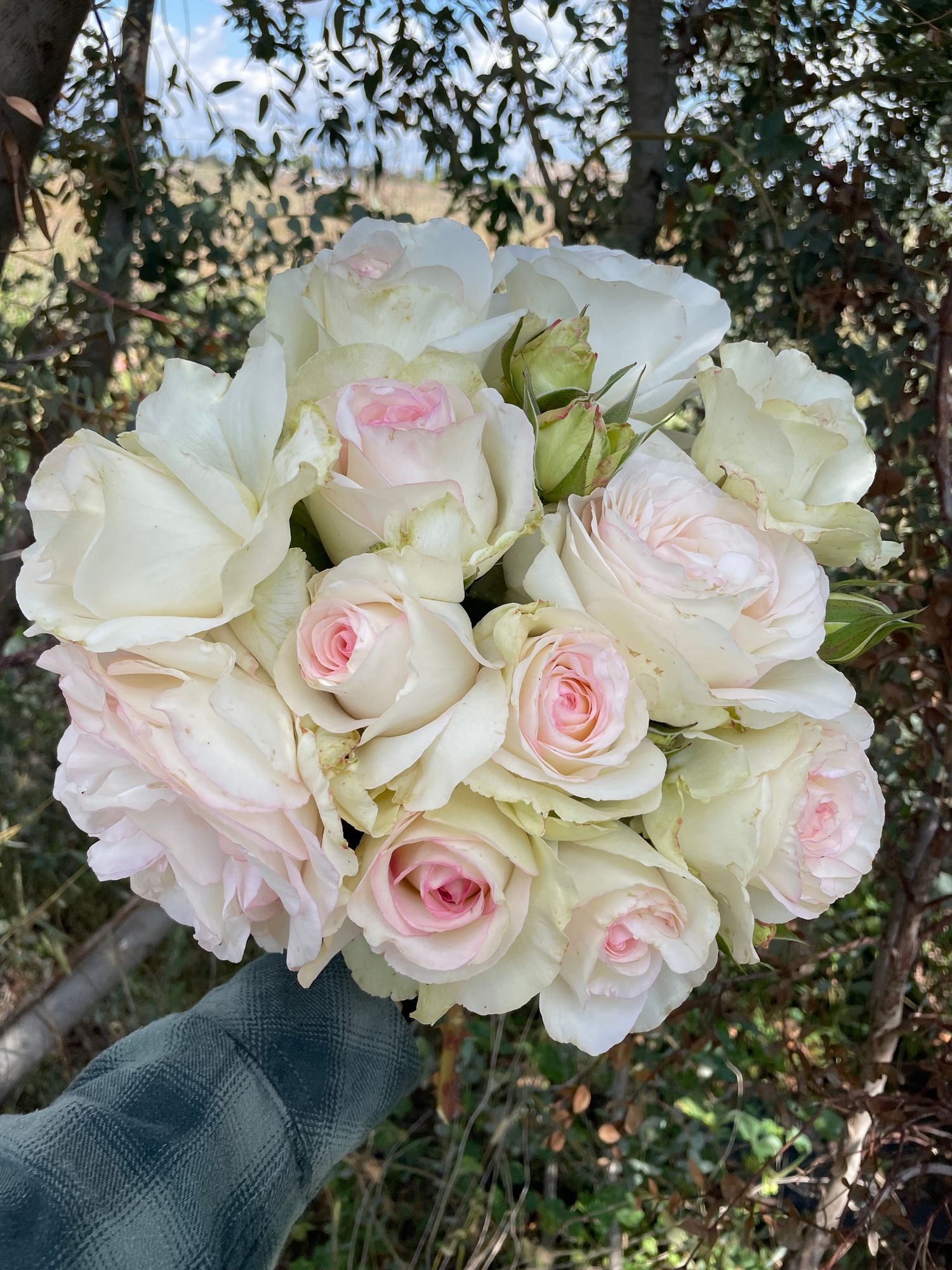 ROSA hybrida