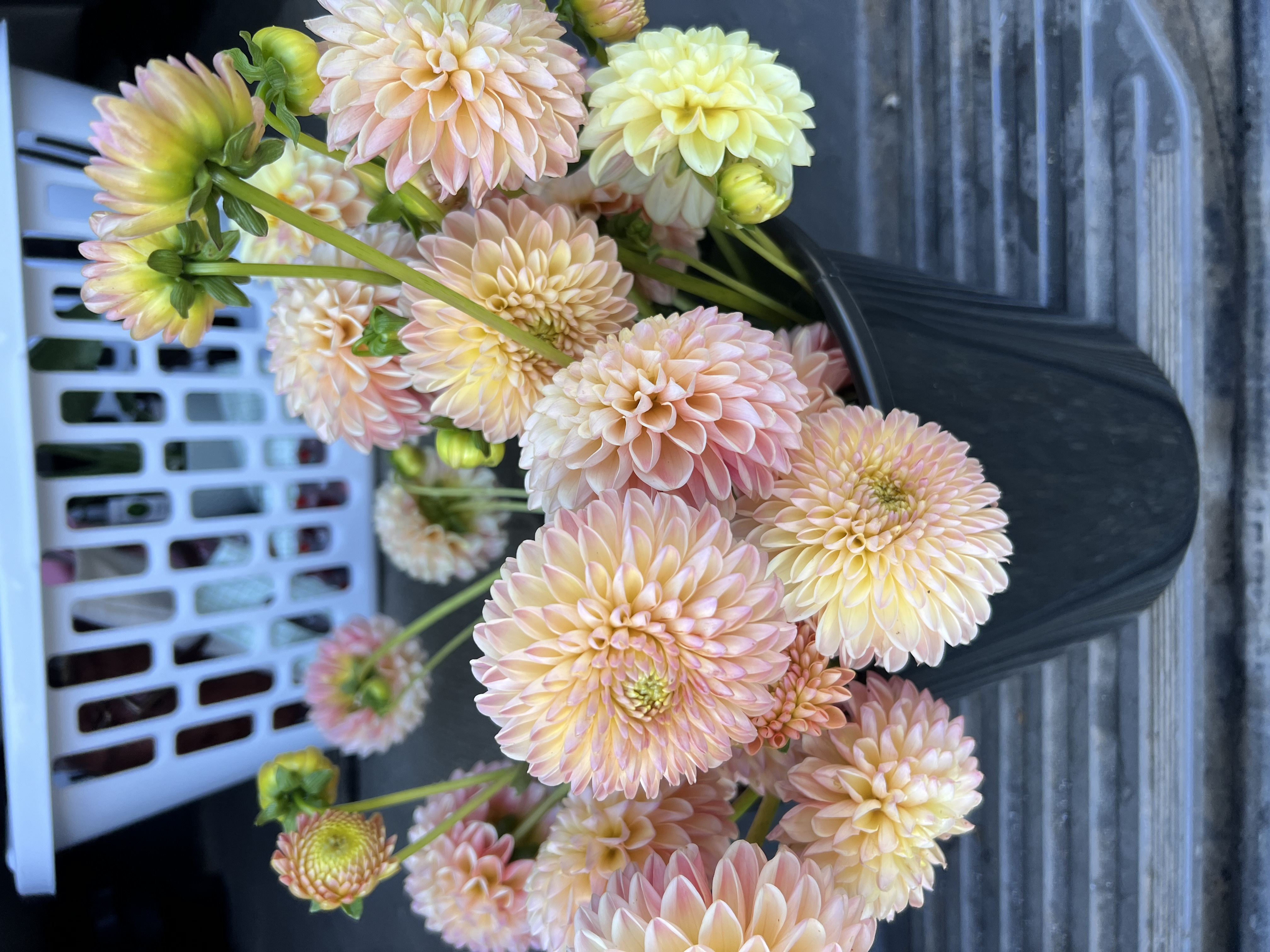 DAHLIA Decorative