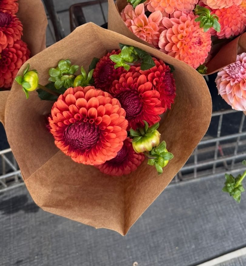 DAHLIA Brown Sugar