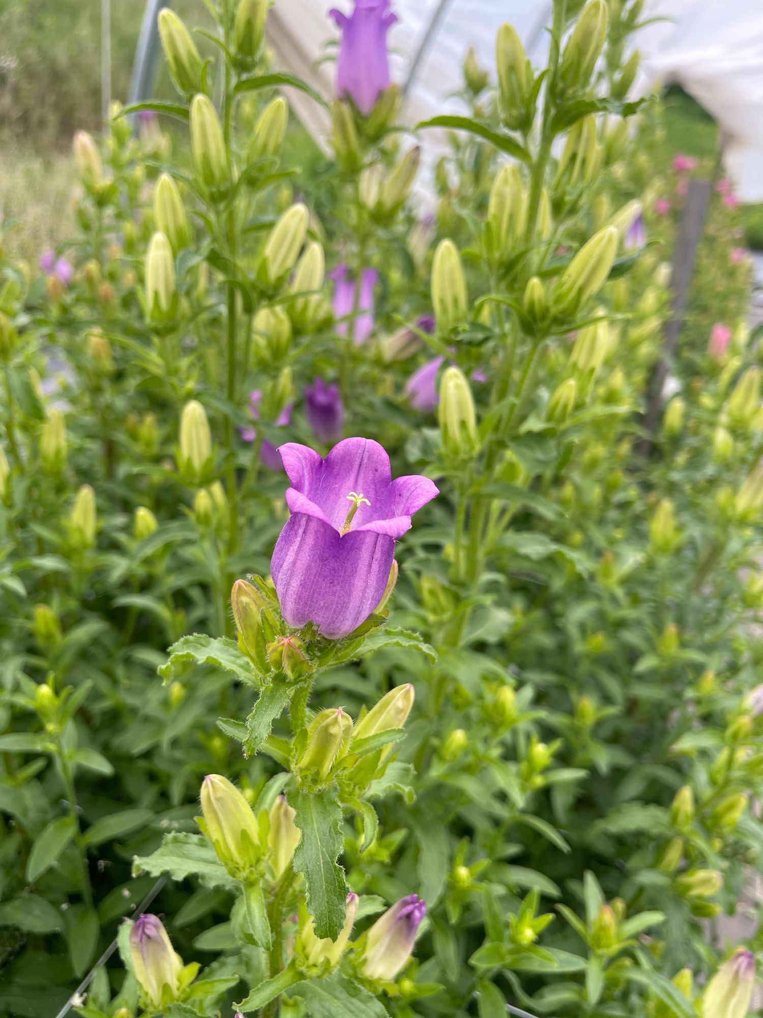 CAMPANULA aucherii