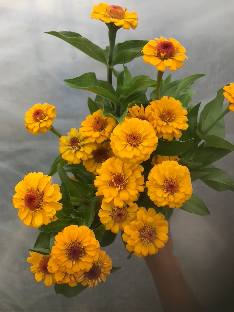 ZINNIA elegans Oklahoma Series