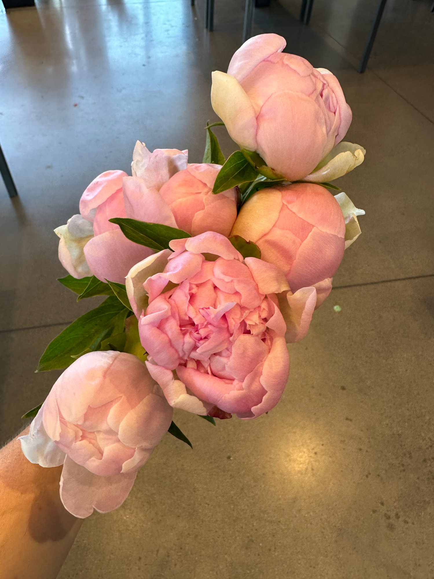 PAEONIA lactiflora