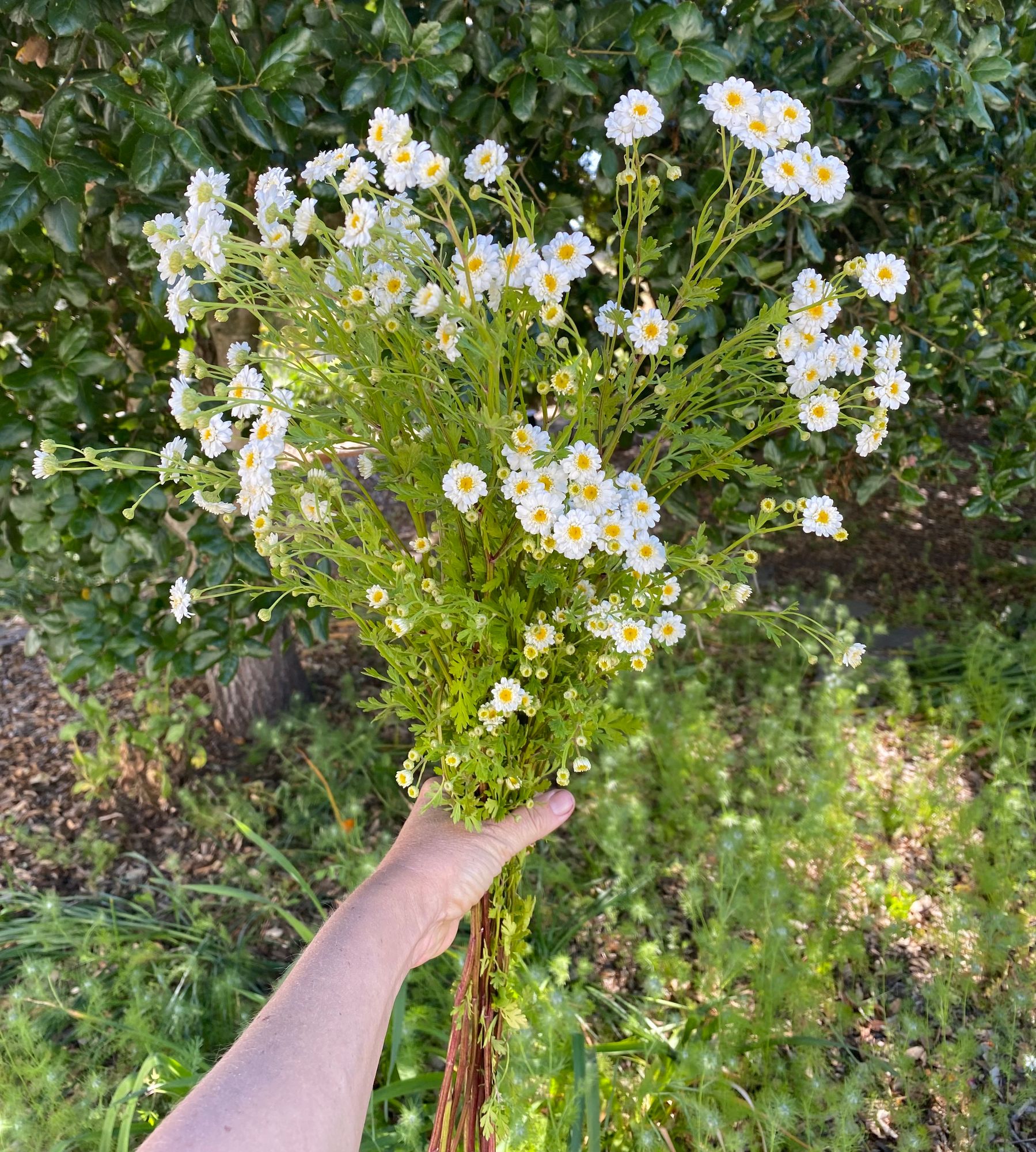 TANACETUM parthenium