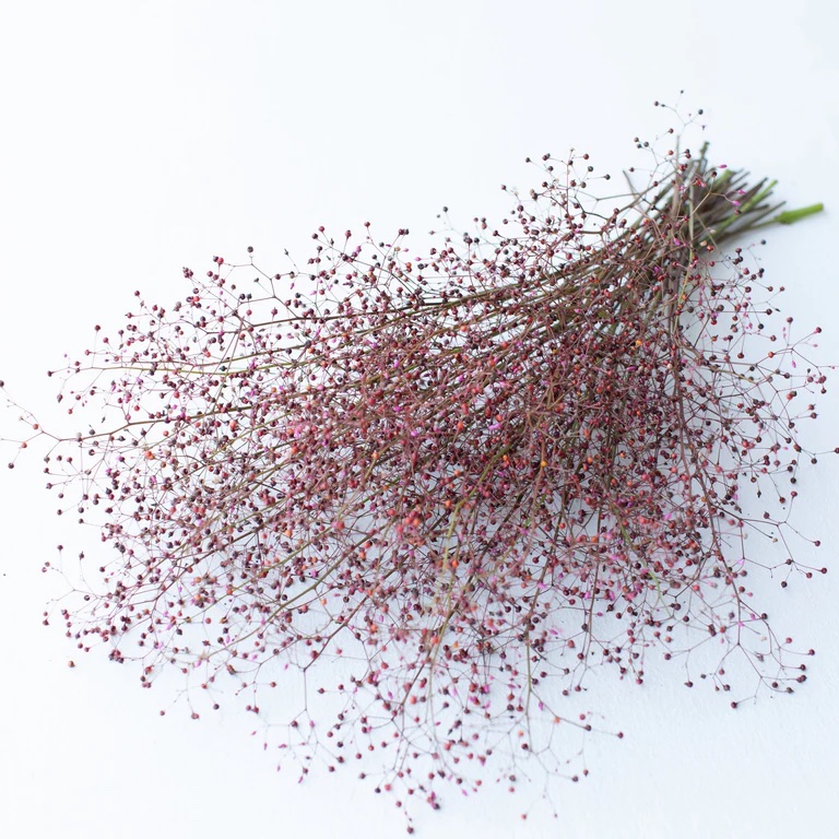 TALINUM paniculatum