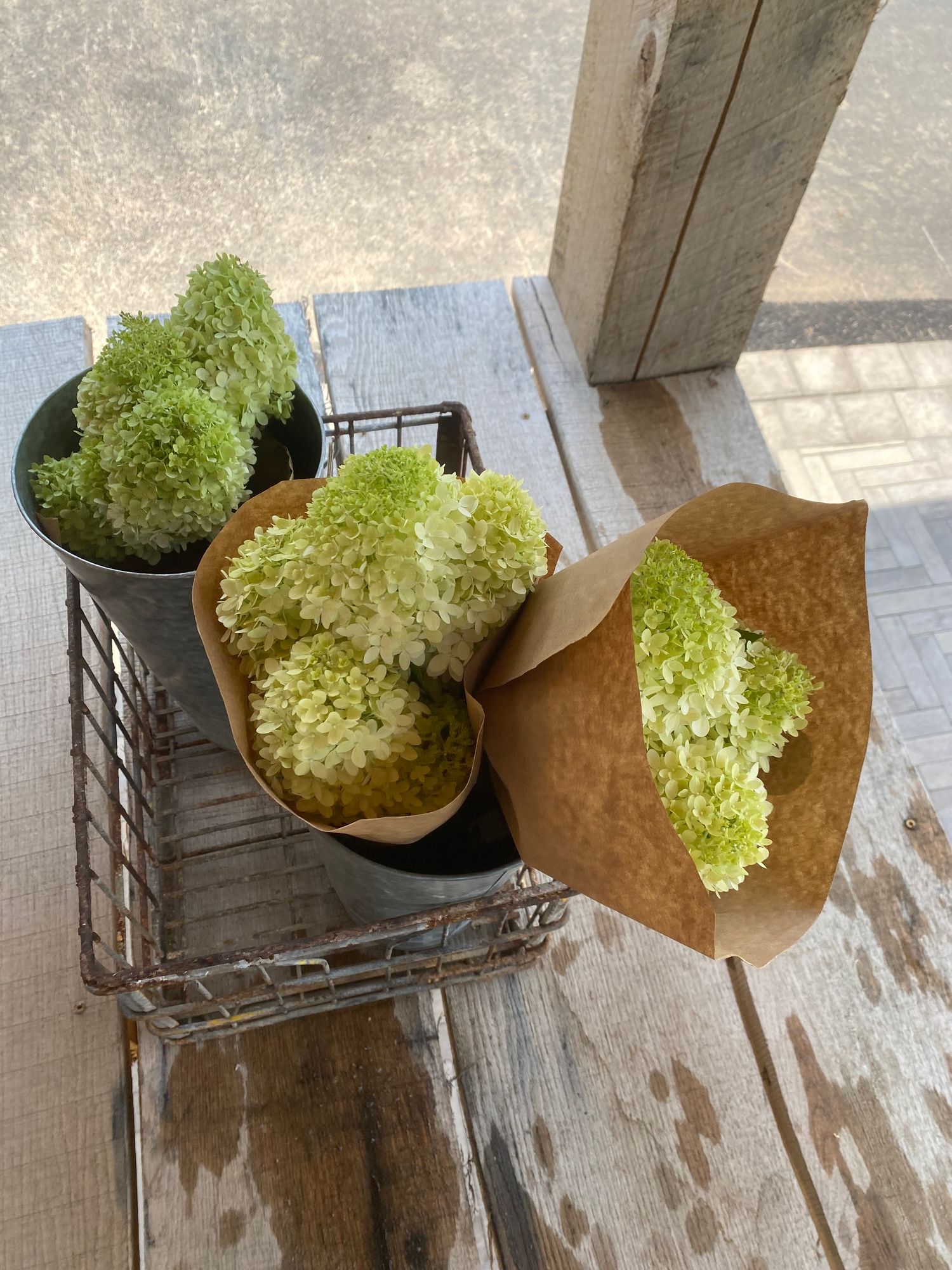 HYDRANGEA paniculata Limelight