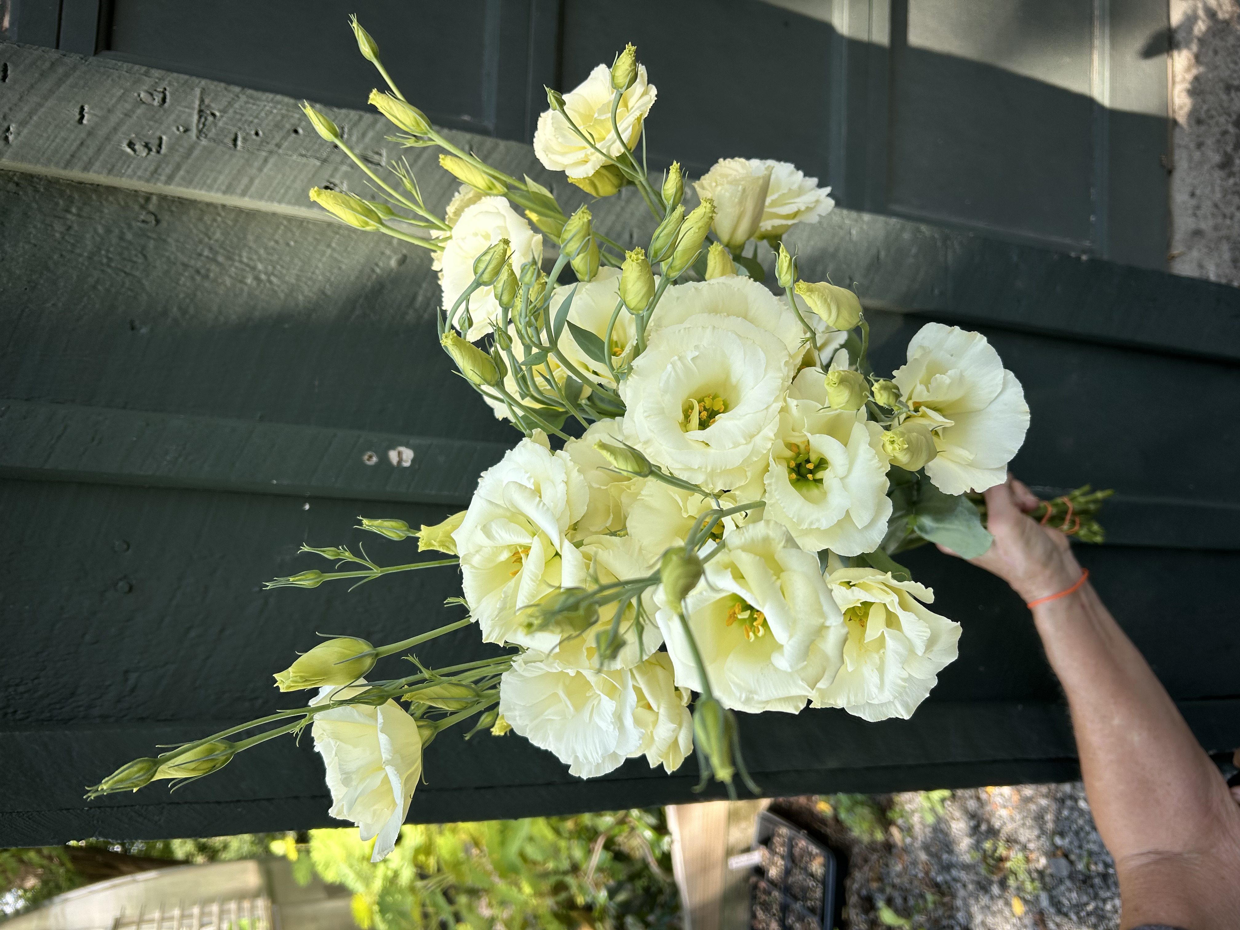 EUSTOMA grandiflorum Advantage