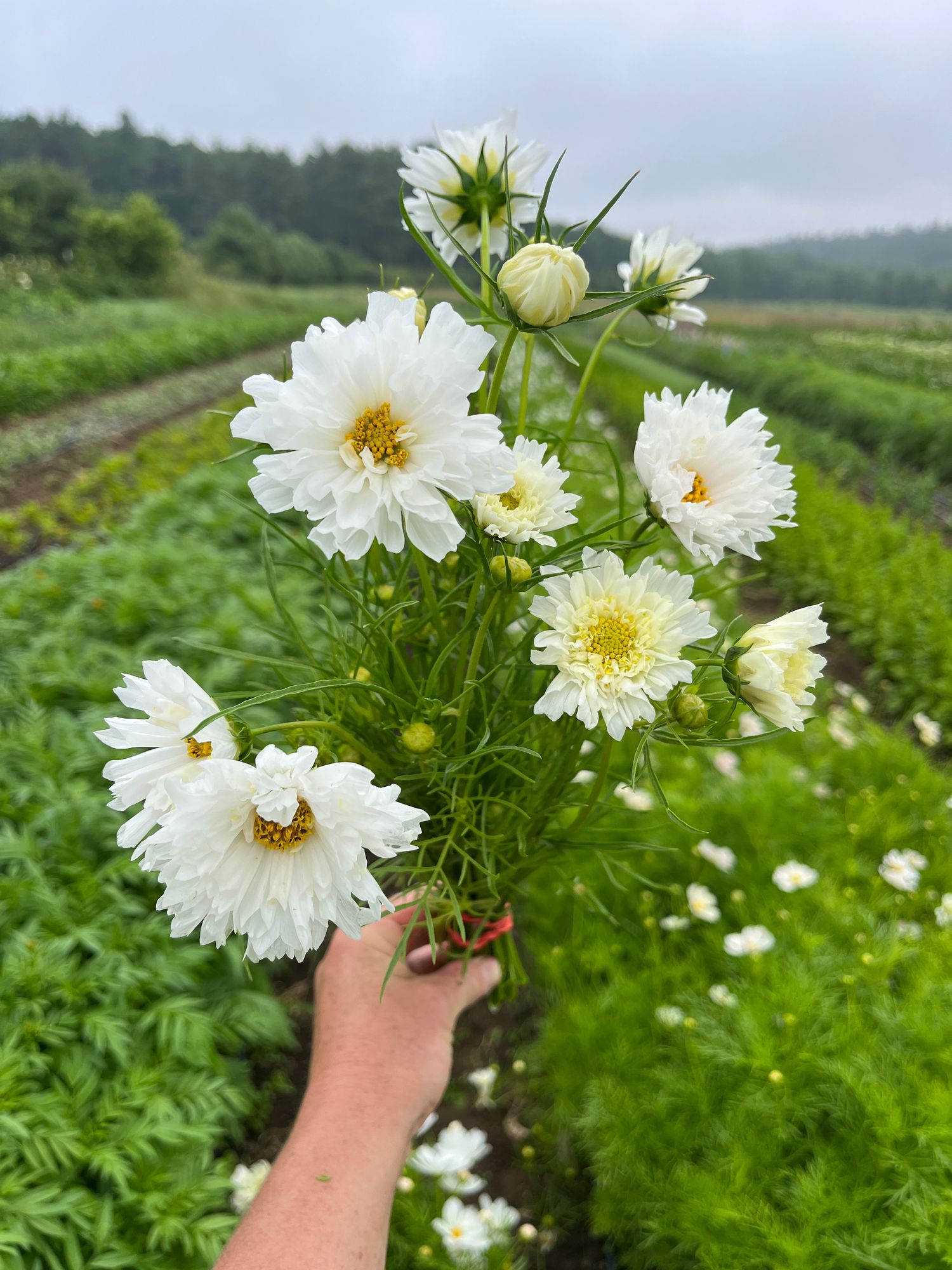 COSMOS bipinnatus Double Dutch