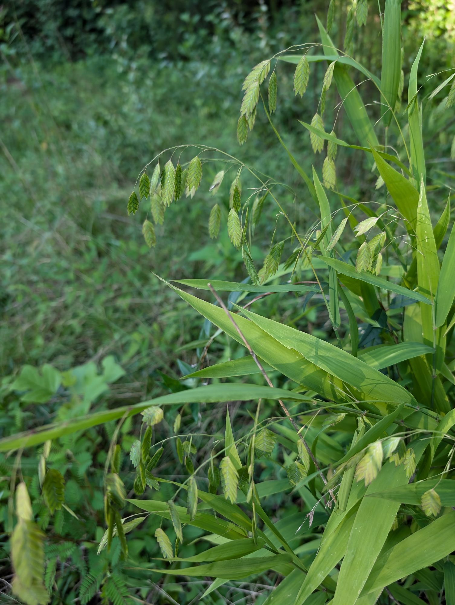 CHASMANTHIUM latifolium