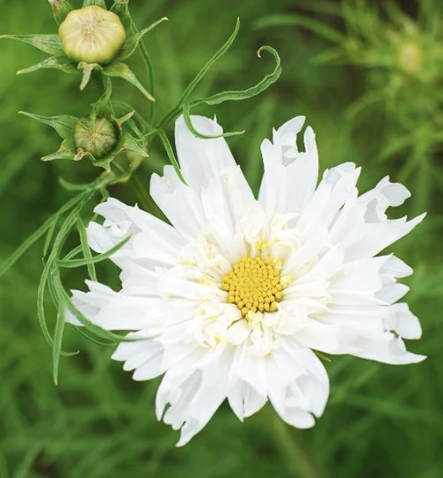 COSMOS bipinnatus Double Click Snow Puff