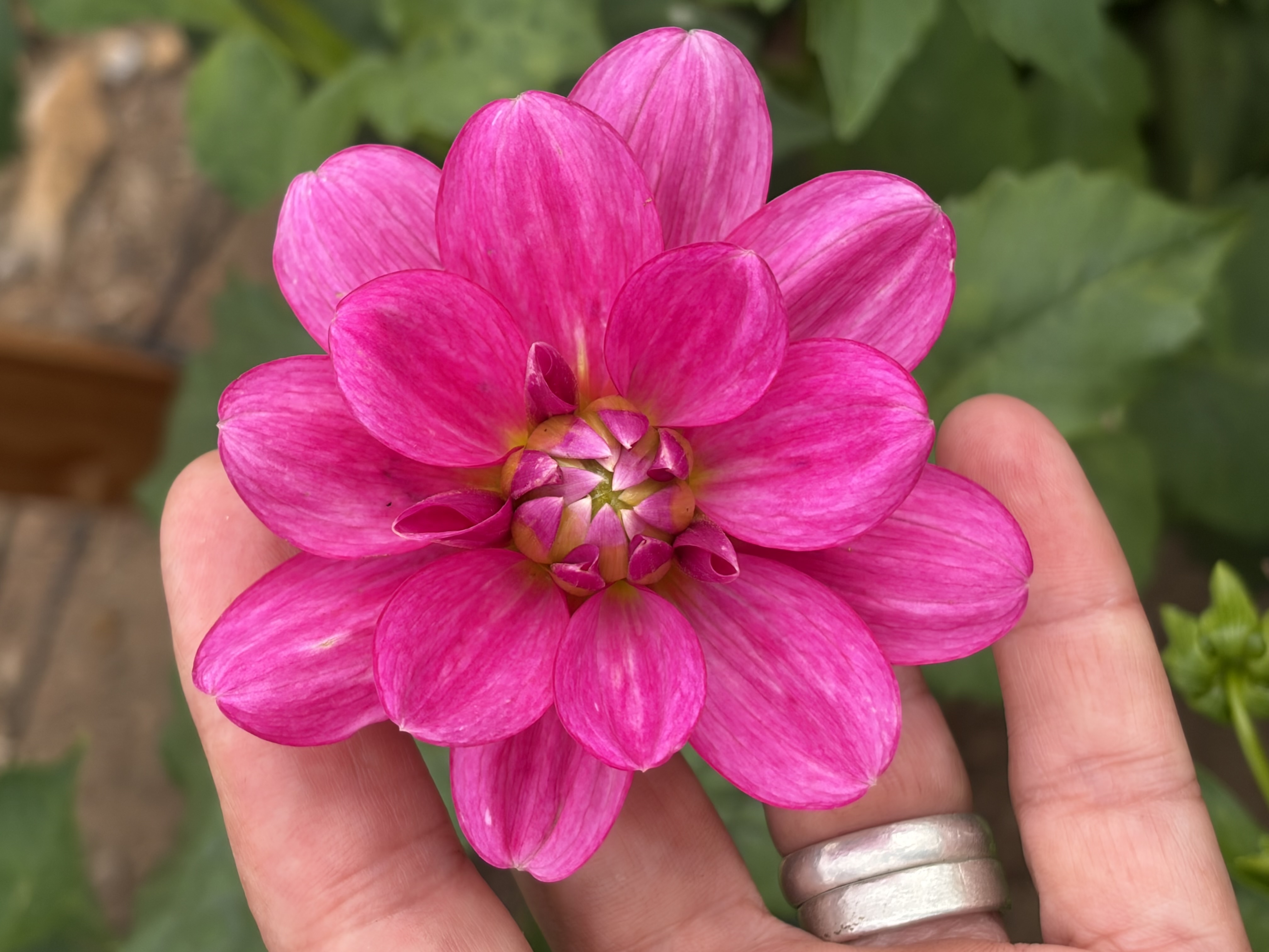 DAHLIA Cutie Patootie