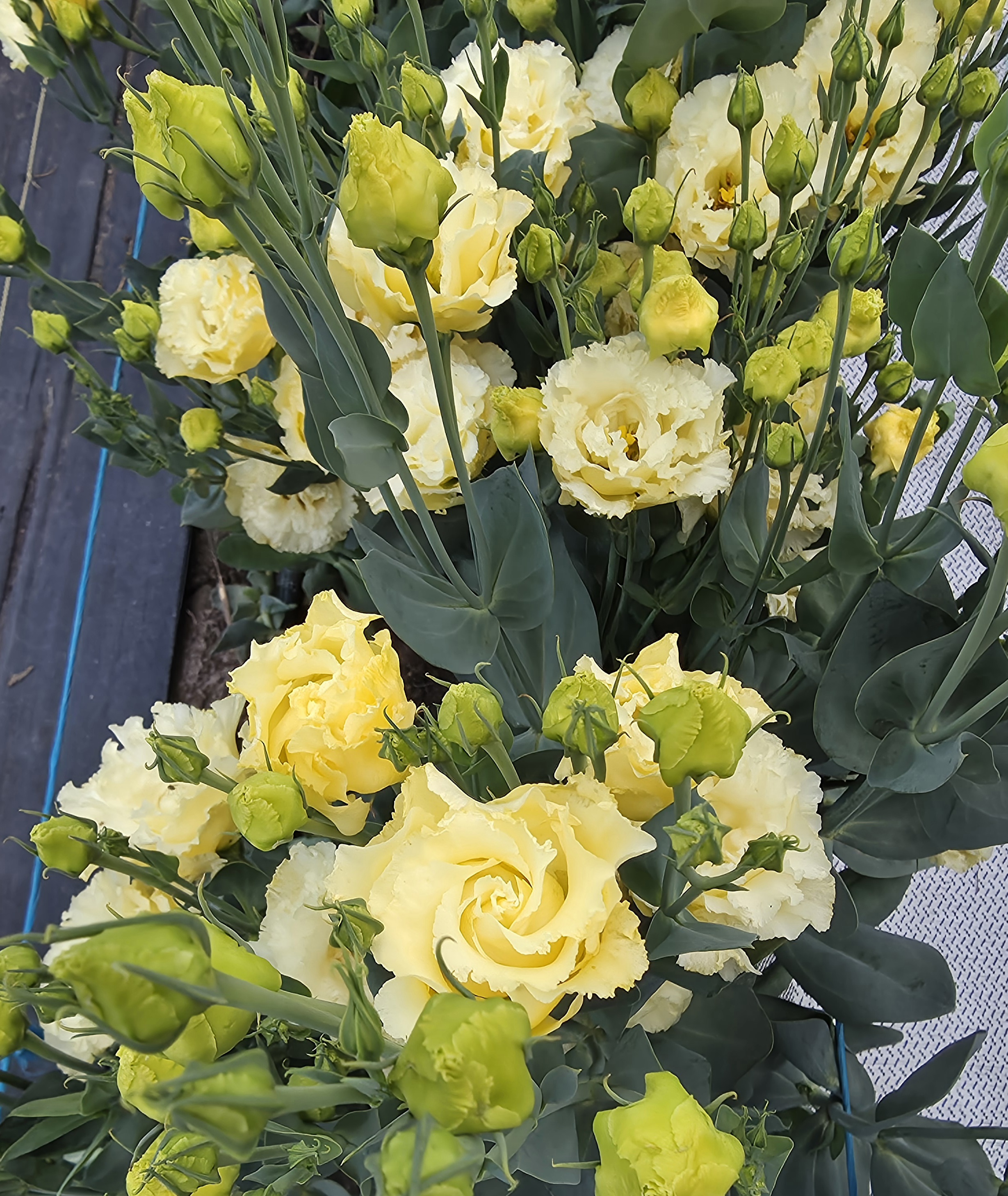 EUSTOMA grandiflorum Corelli Sugoi 3