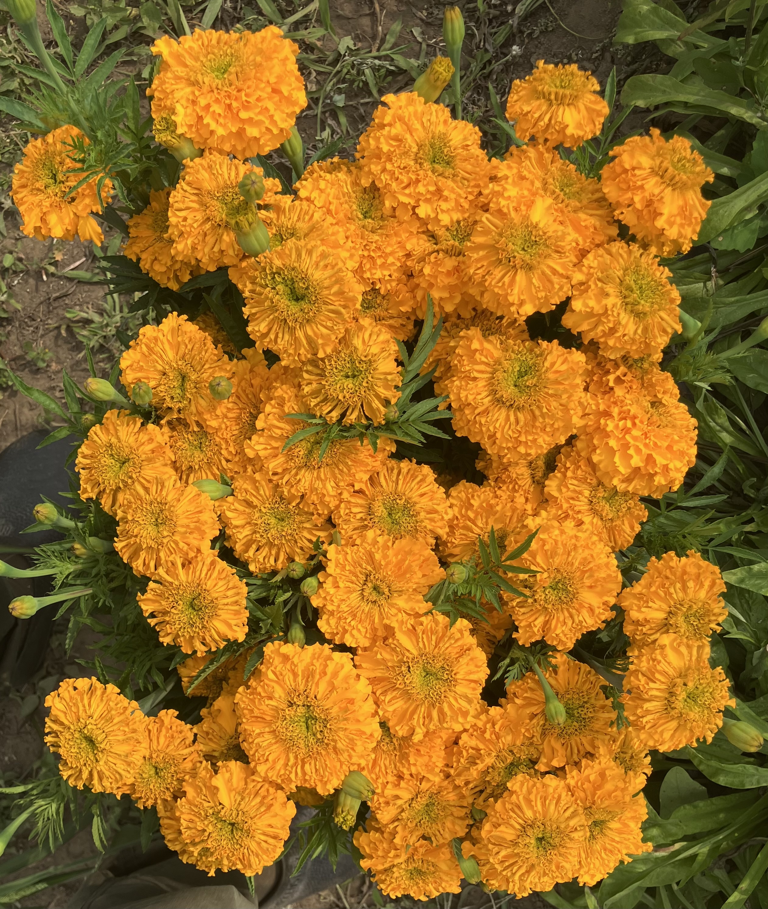 TAGETES erecta Coco Gold