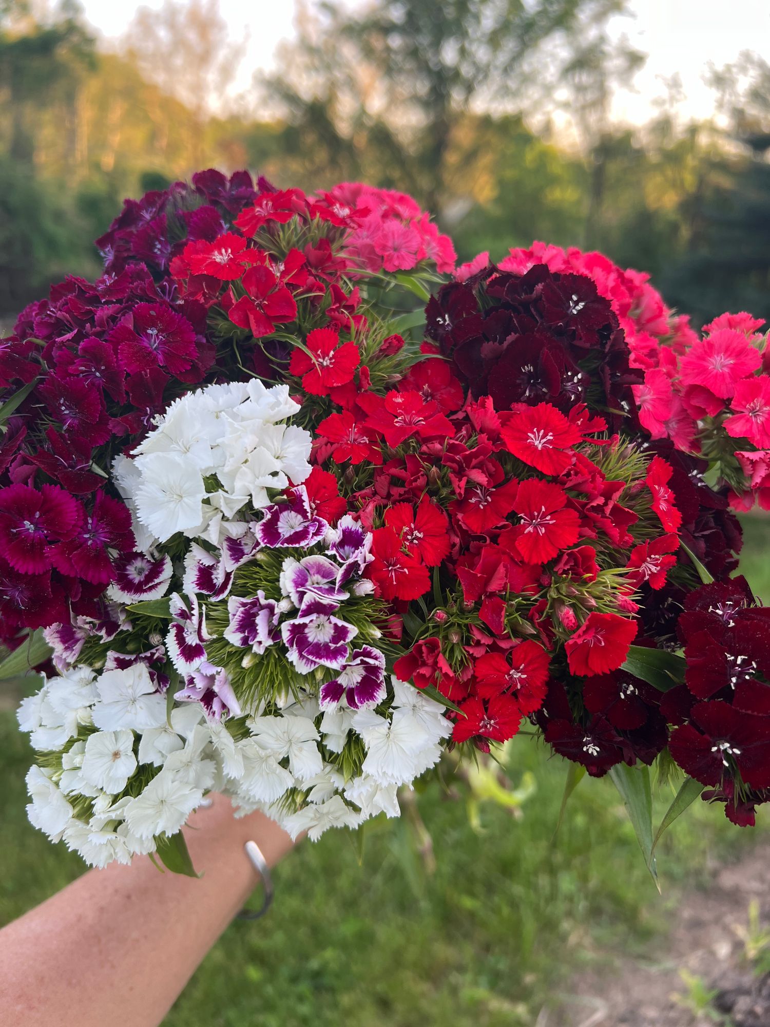 DIANTHUS barbatus Sweet