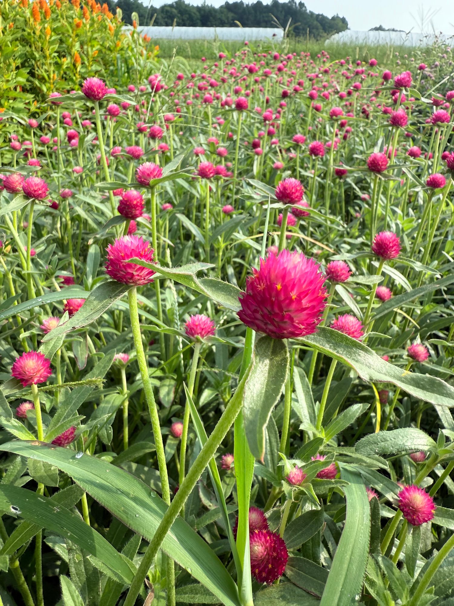 GOMPHRENA haageana QIS Carmine