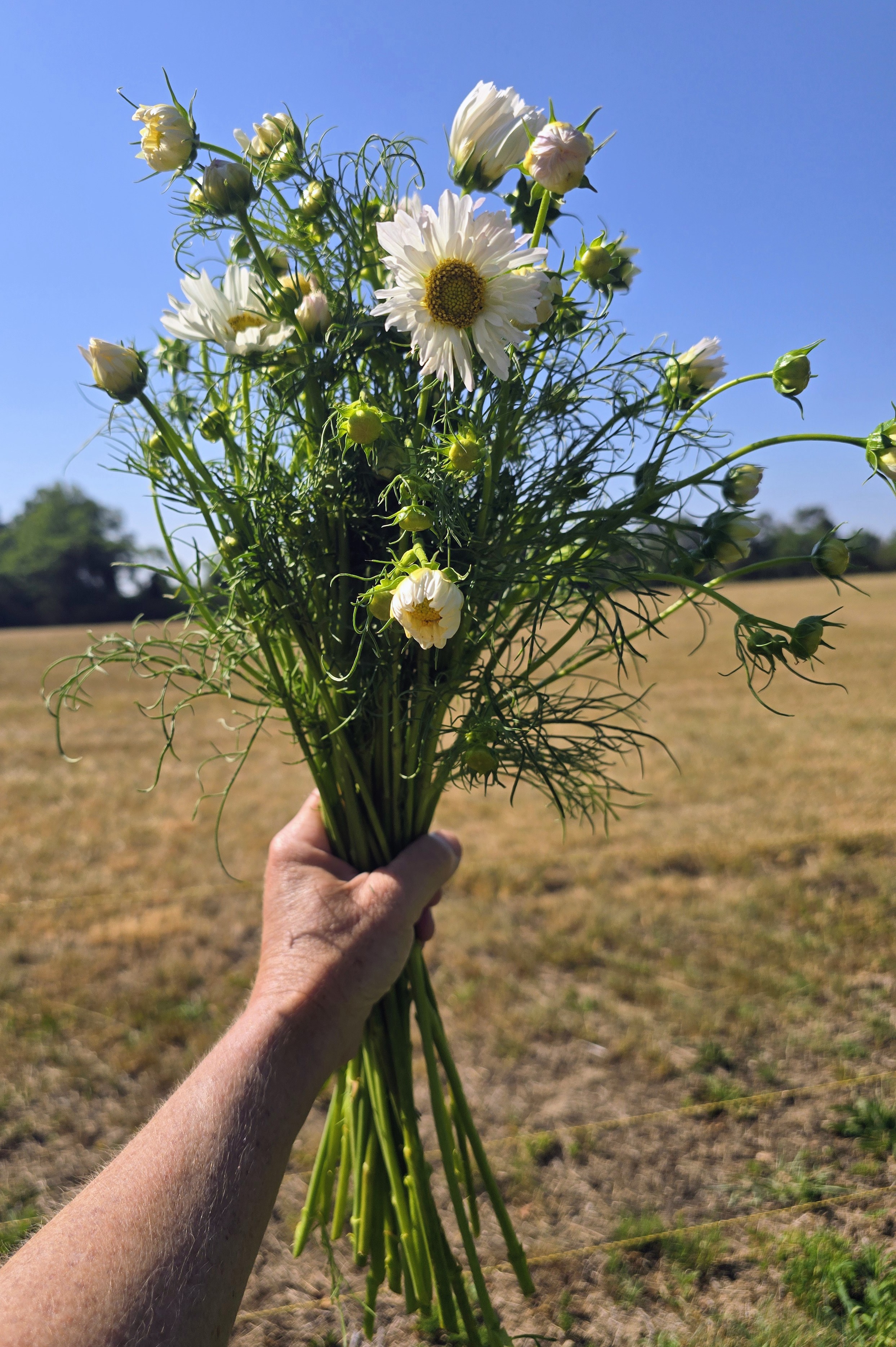 COSMOS bipinnatus Afternoon White