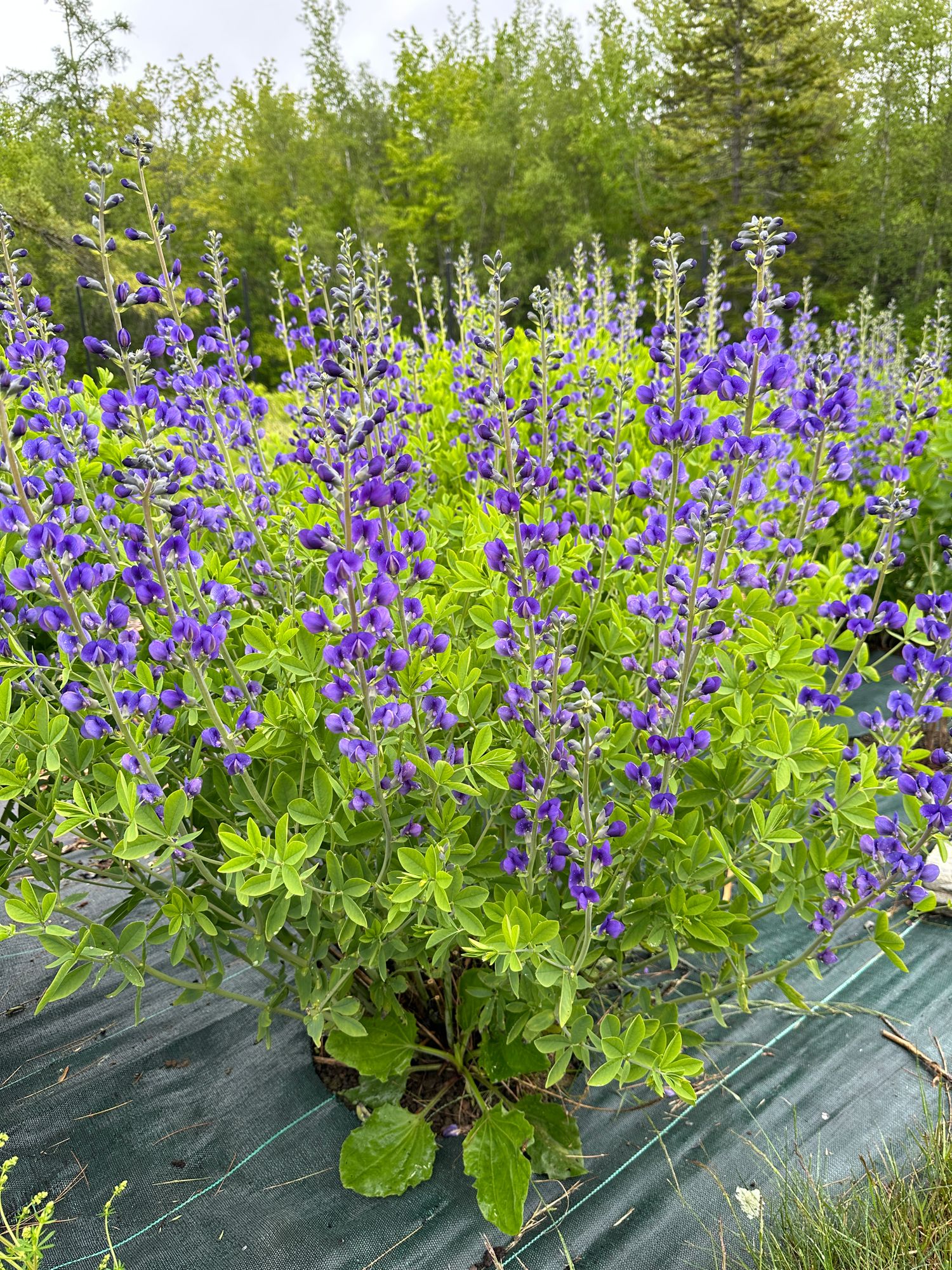 BAPTISIA australis
