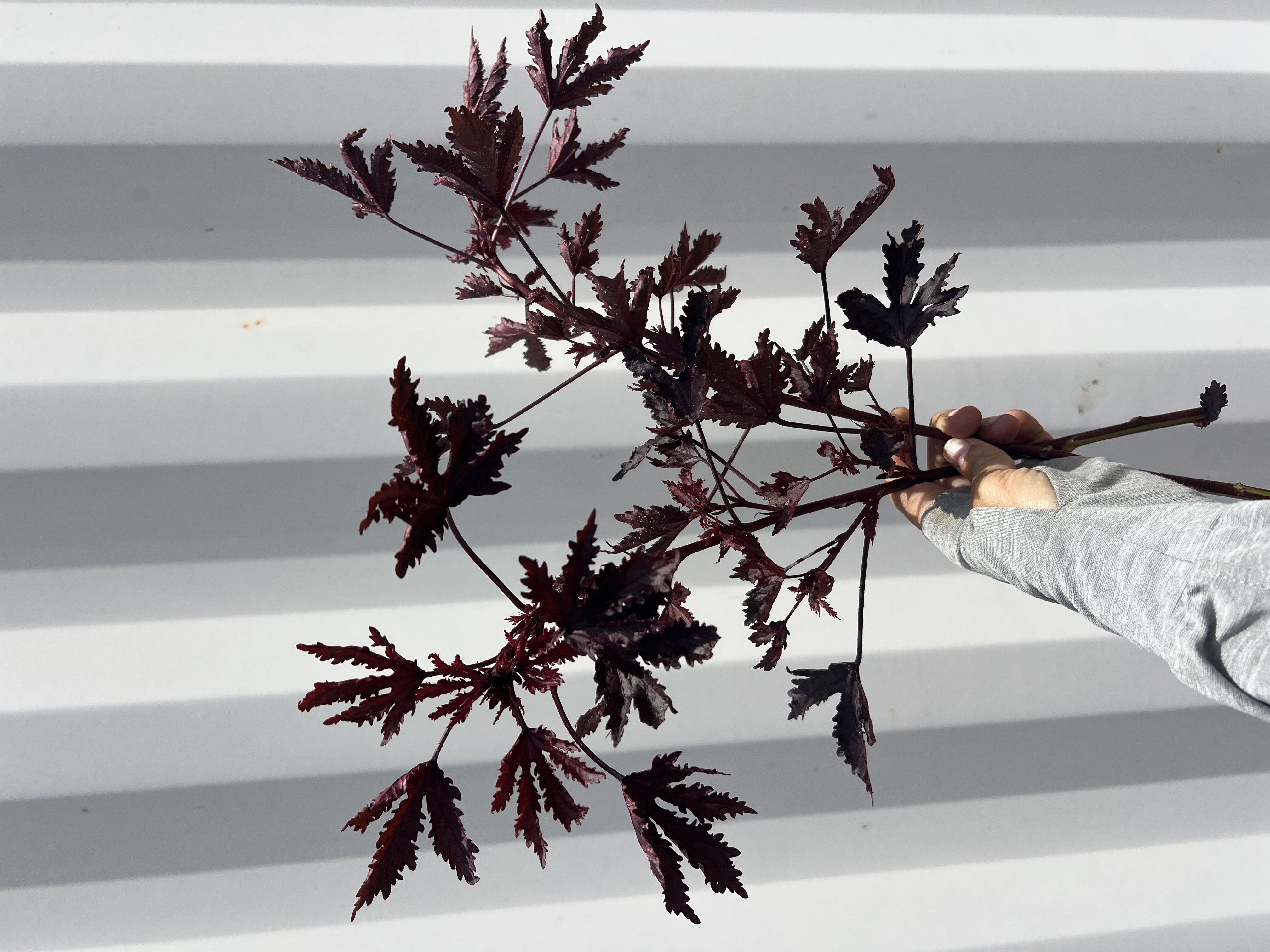 HIBISCUS acetosella