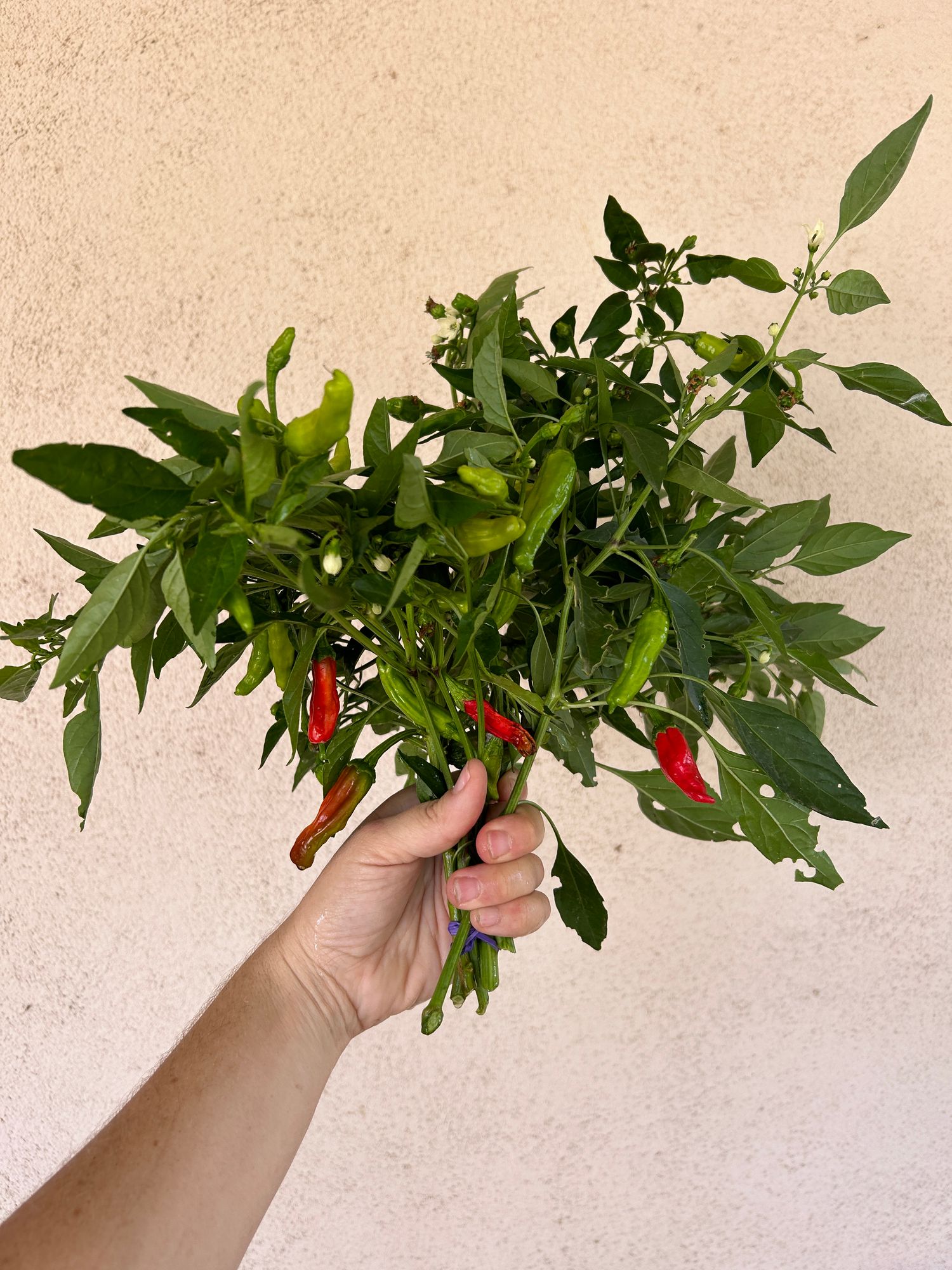 CAPSICUM annuum