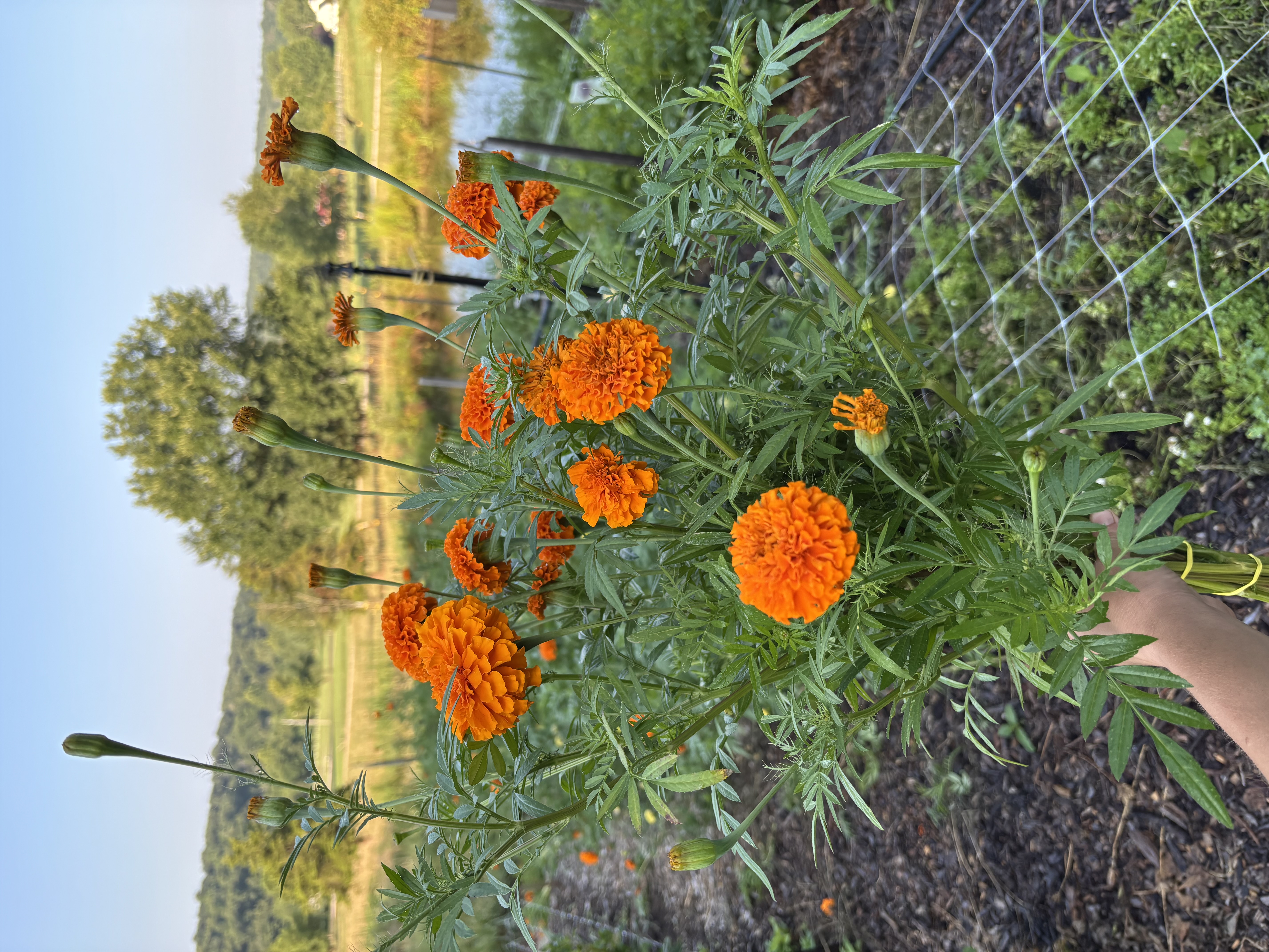 TAGETES erecta Giant Orange