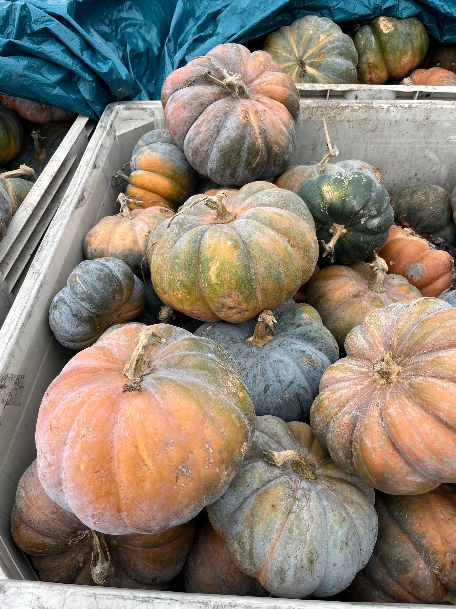 Winter Squash (OG) - Castilla