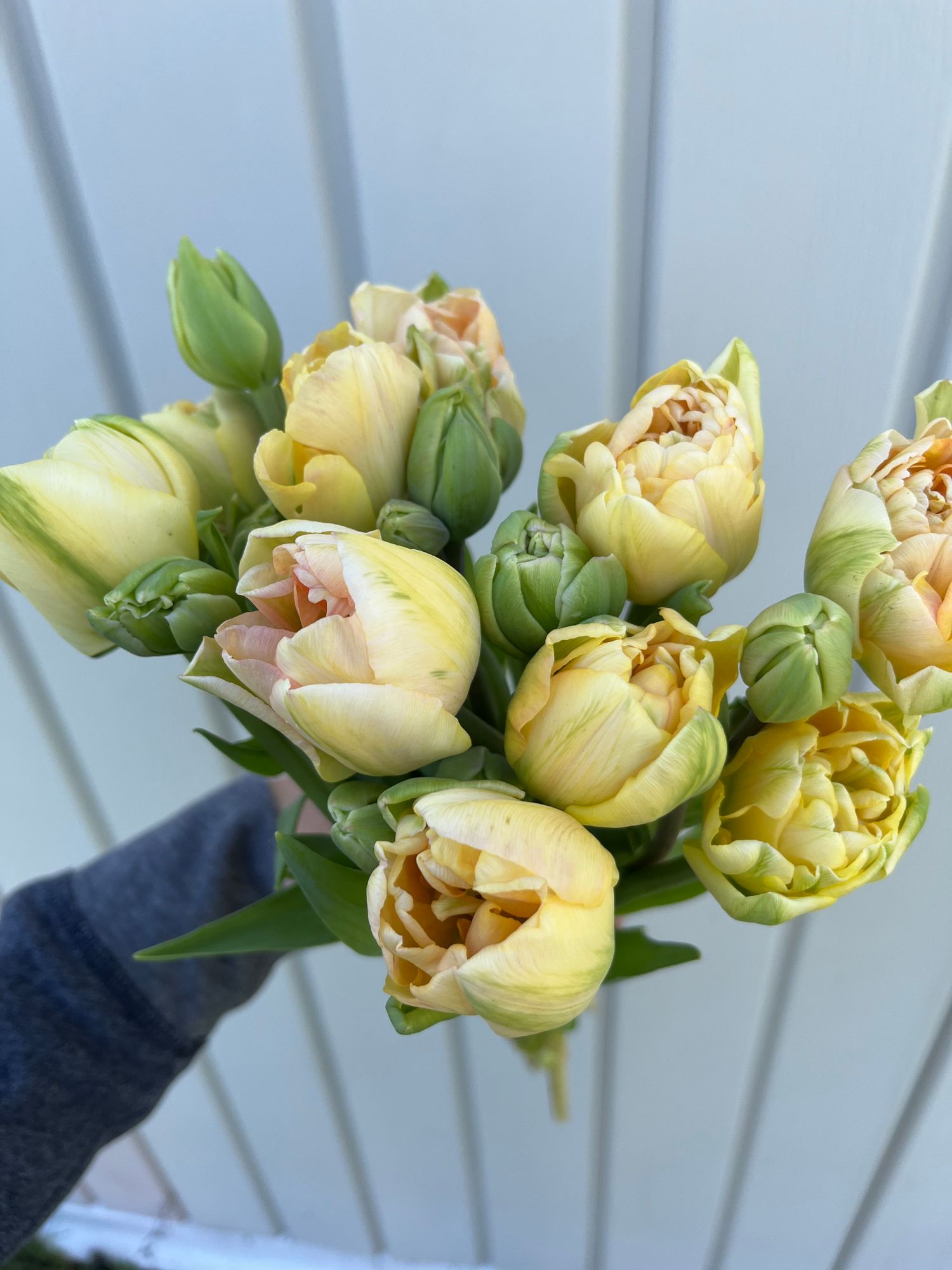 TULIPA Charming Lady