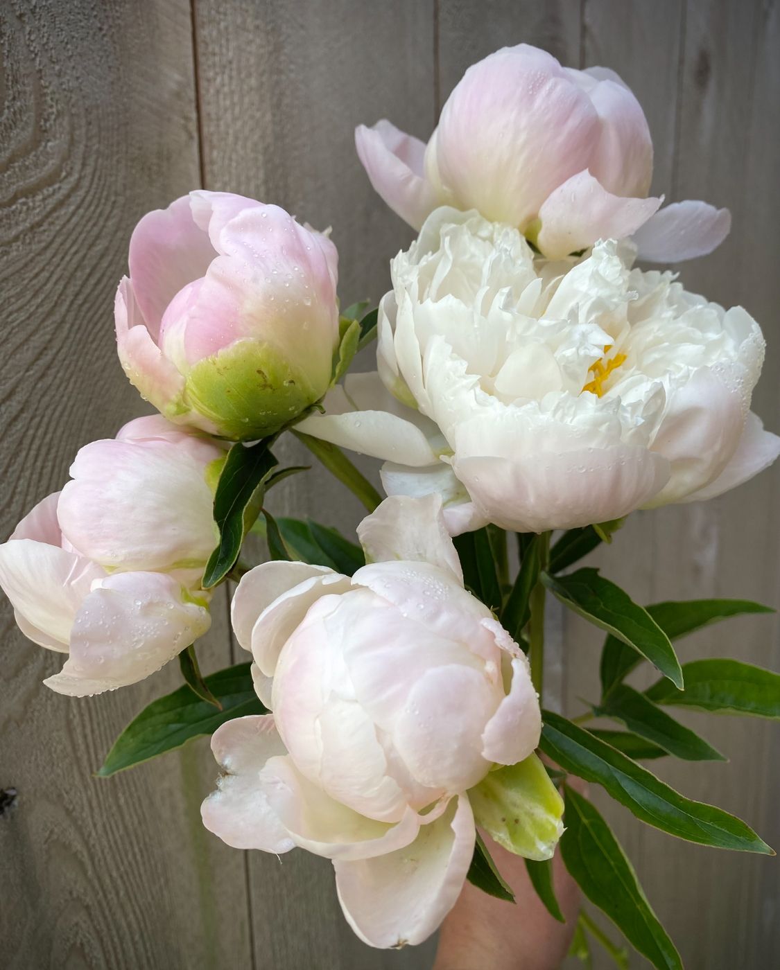 PAEONIA lactiflora Moonstone