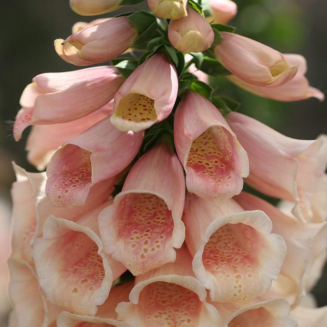 DIGITALIS purpurea Dalmatian Peach