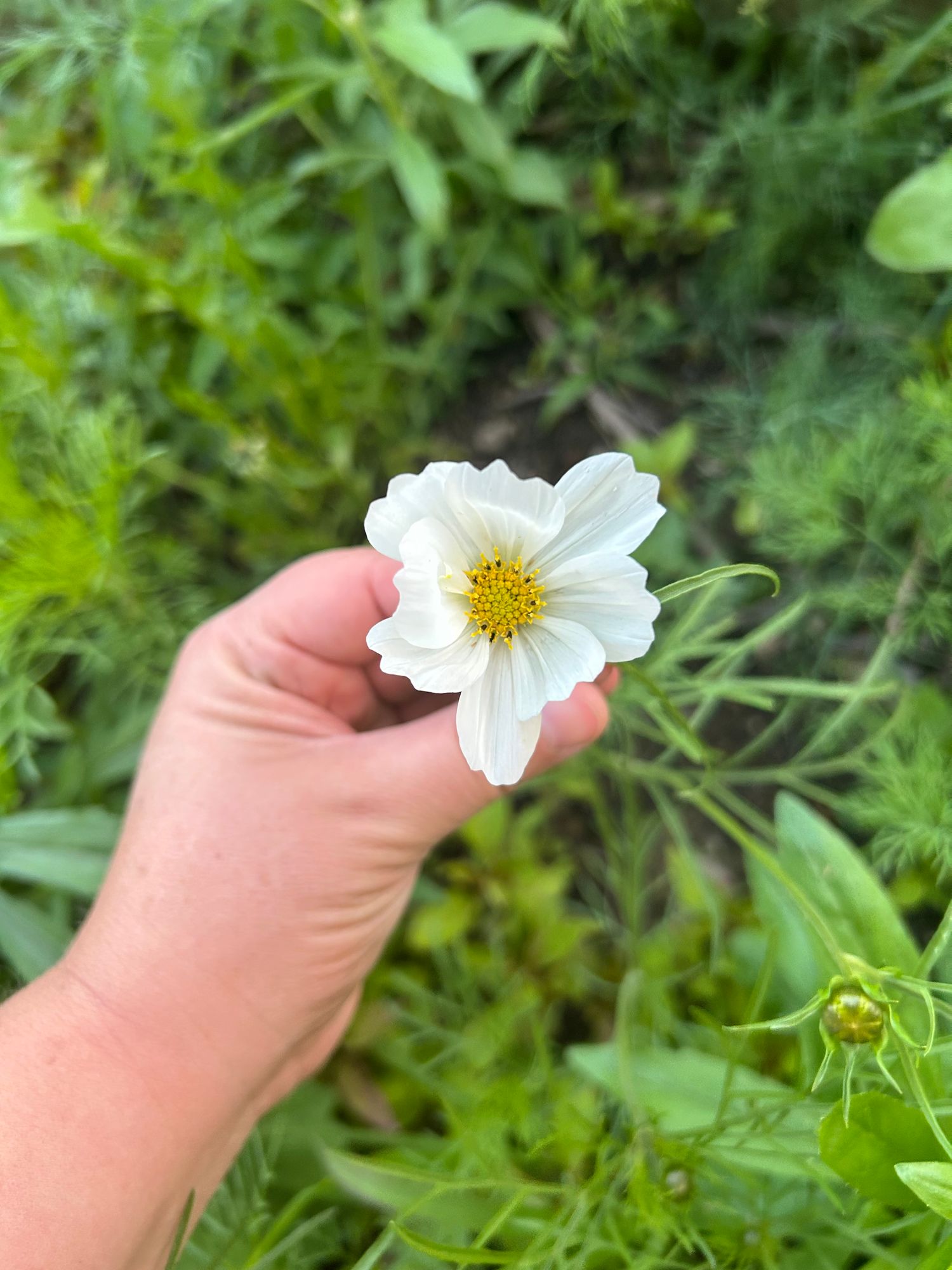 COSMOS bipinnatus Sensation Purity