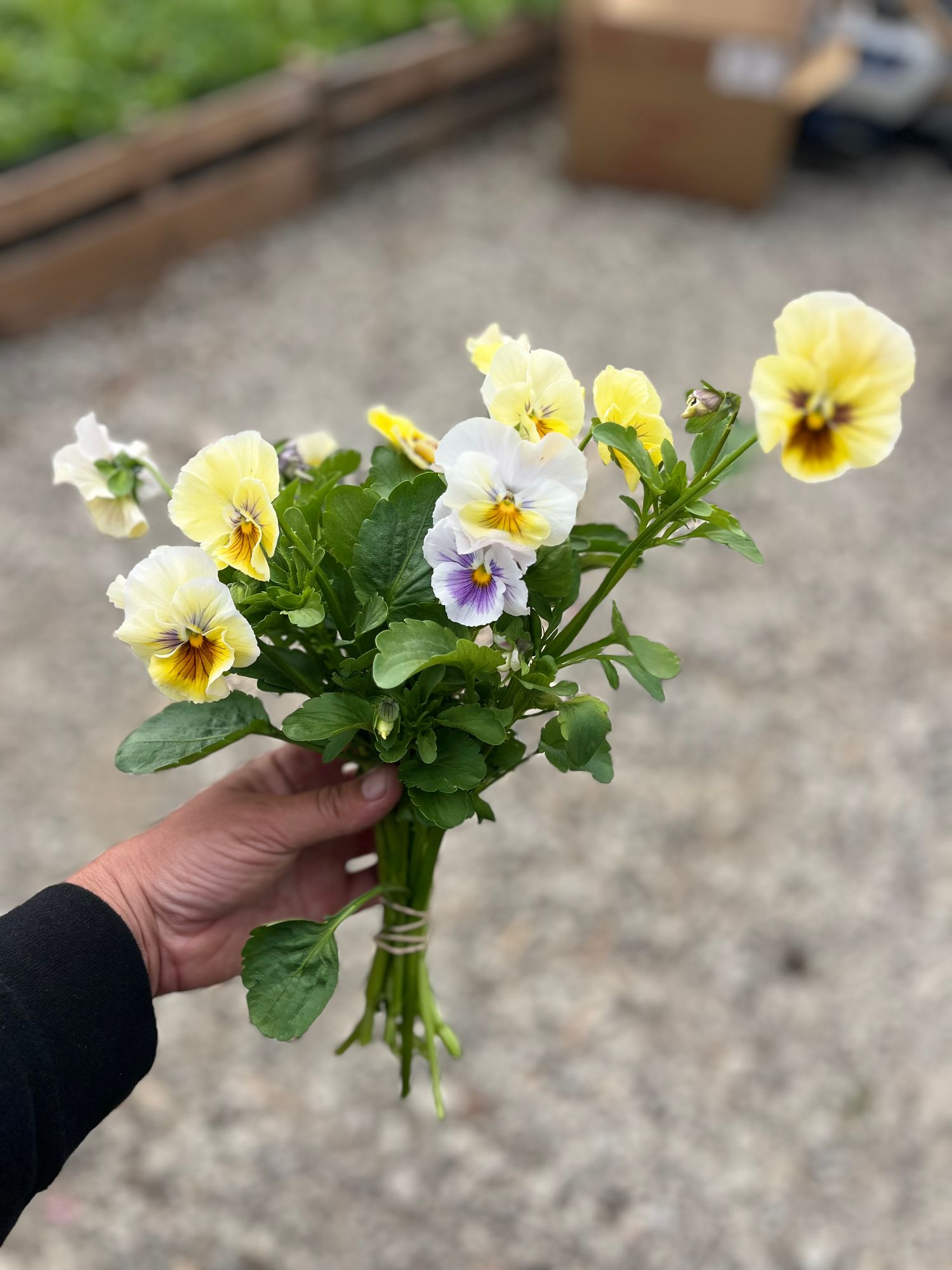 VIOLA