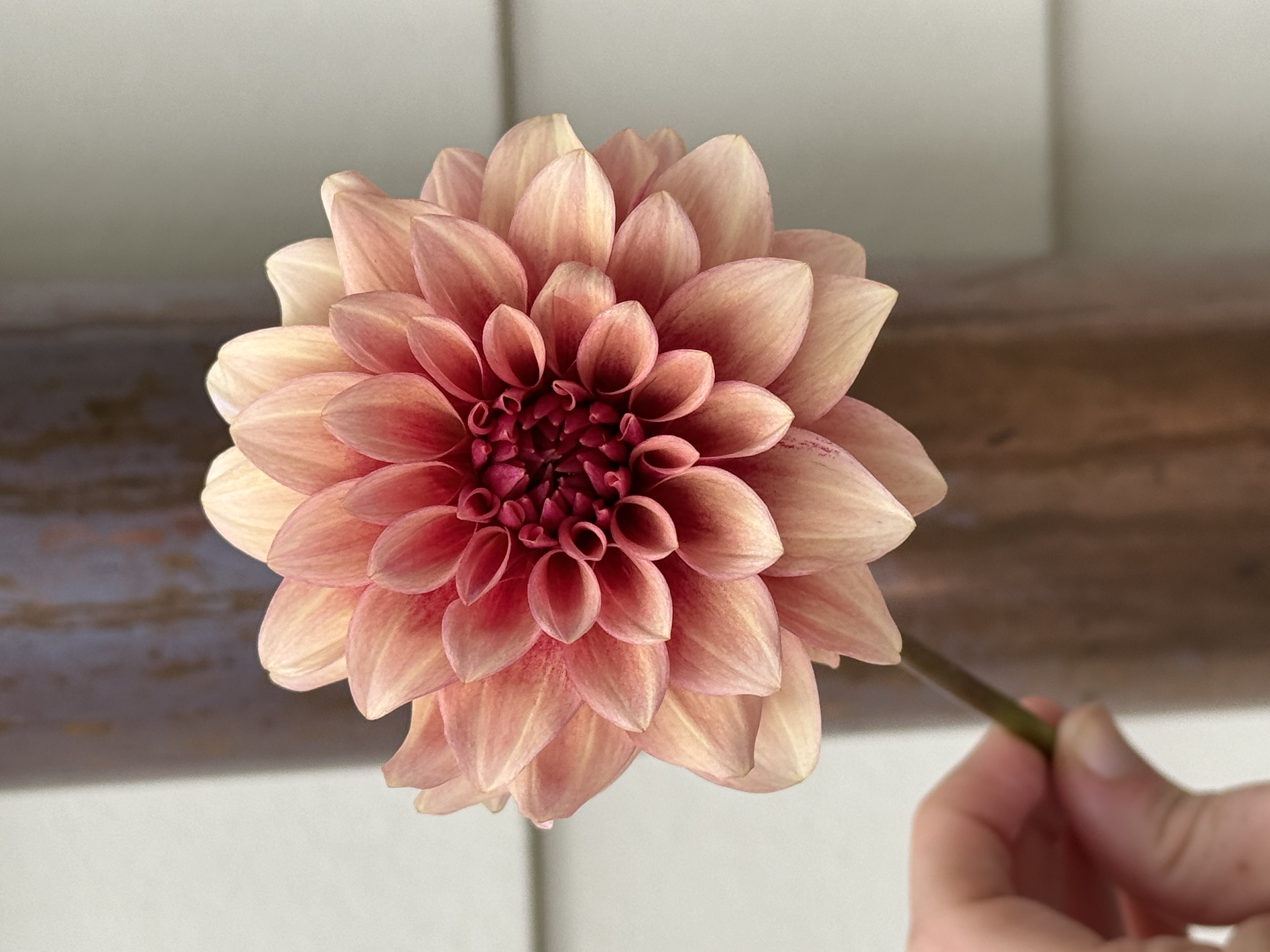 DAHLIA