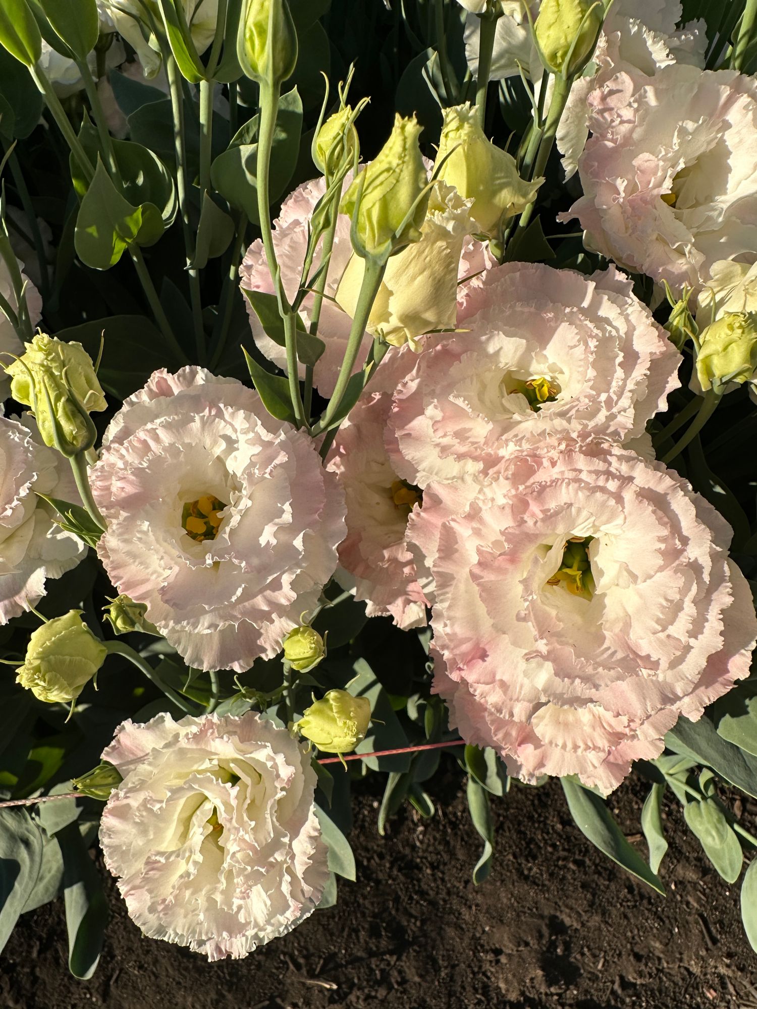 EUSTOMA grandiflorum Voyage