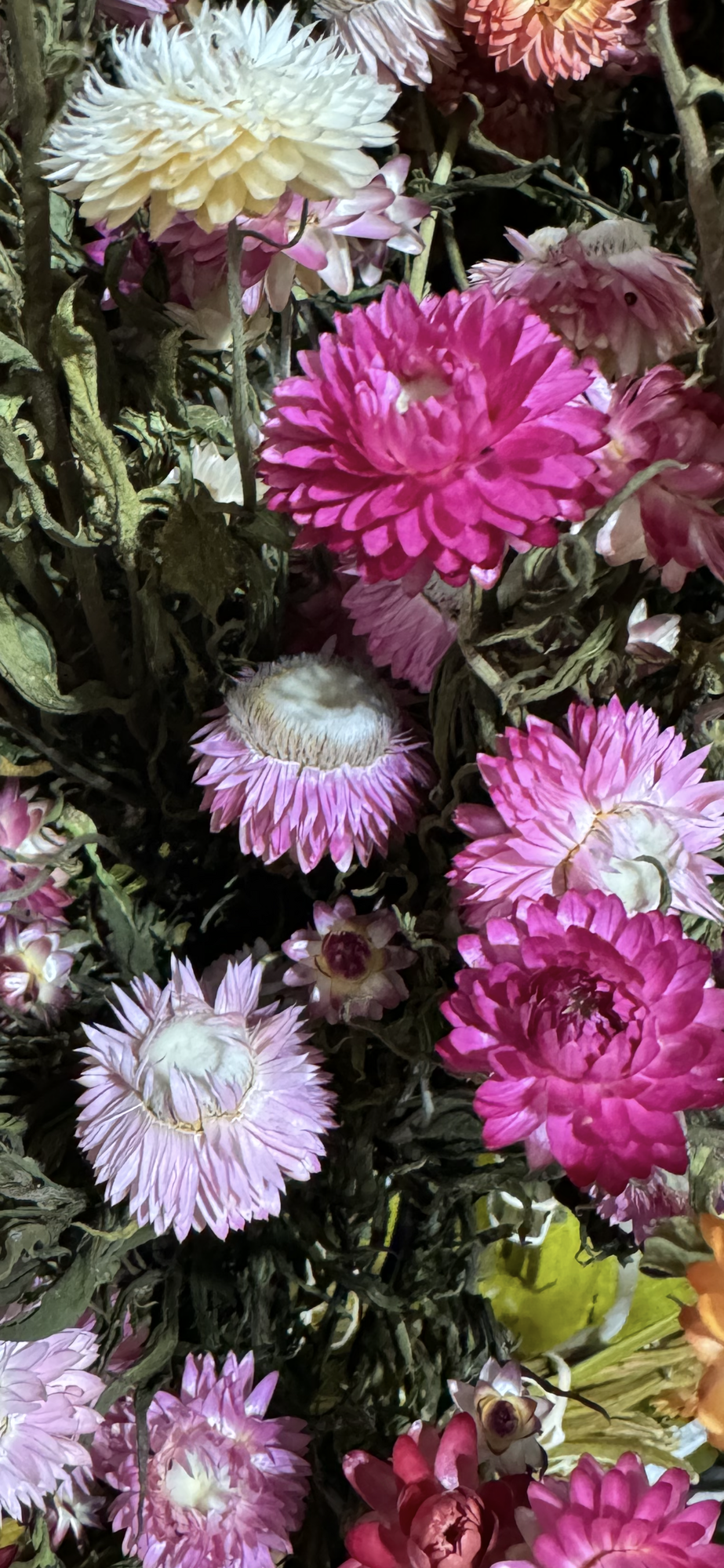 XEROCHRYSUM bracteatum Silvery Rose