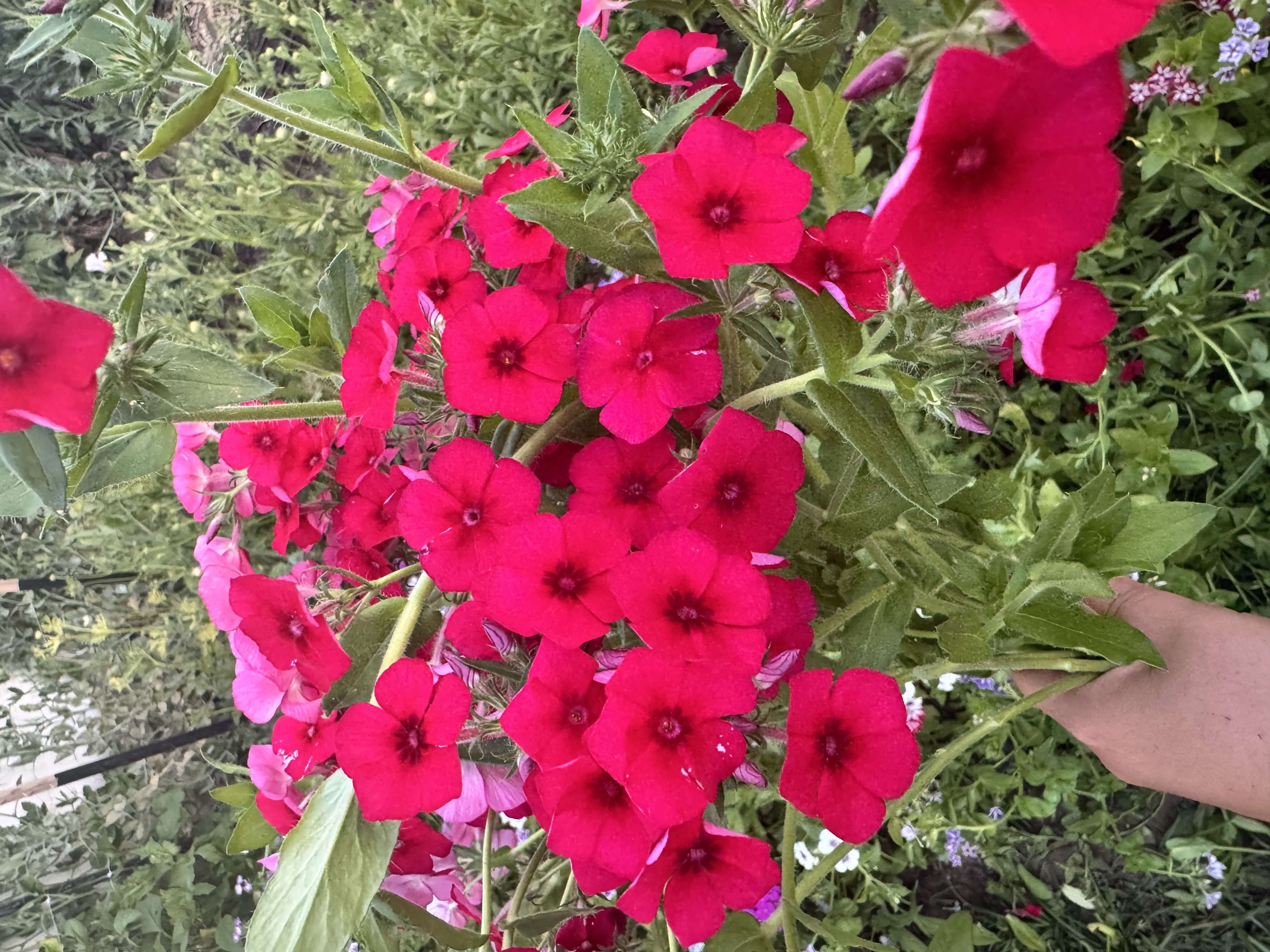 PHLOX paniculata Fashionably Early Flamingo