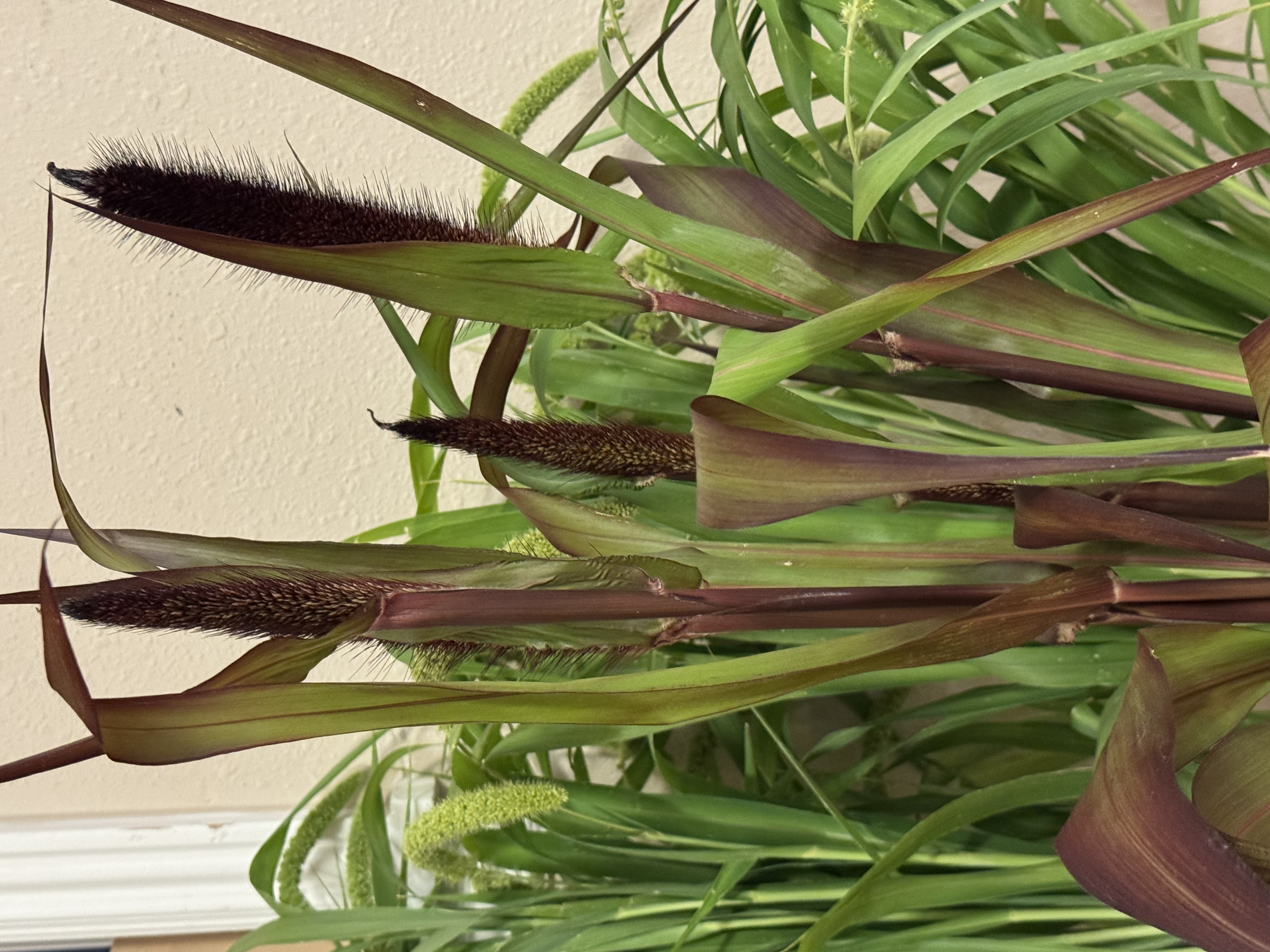 PENNISETUM glaucum Copper Prince