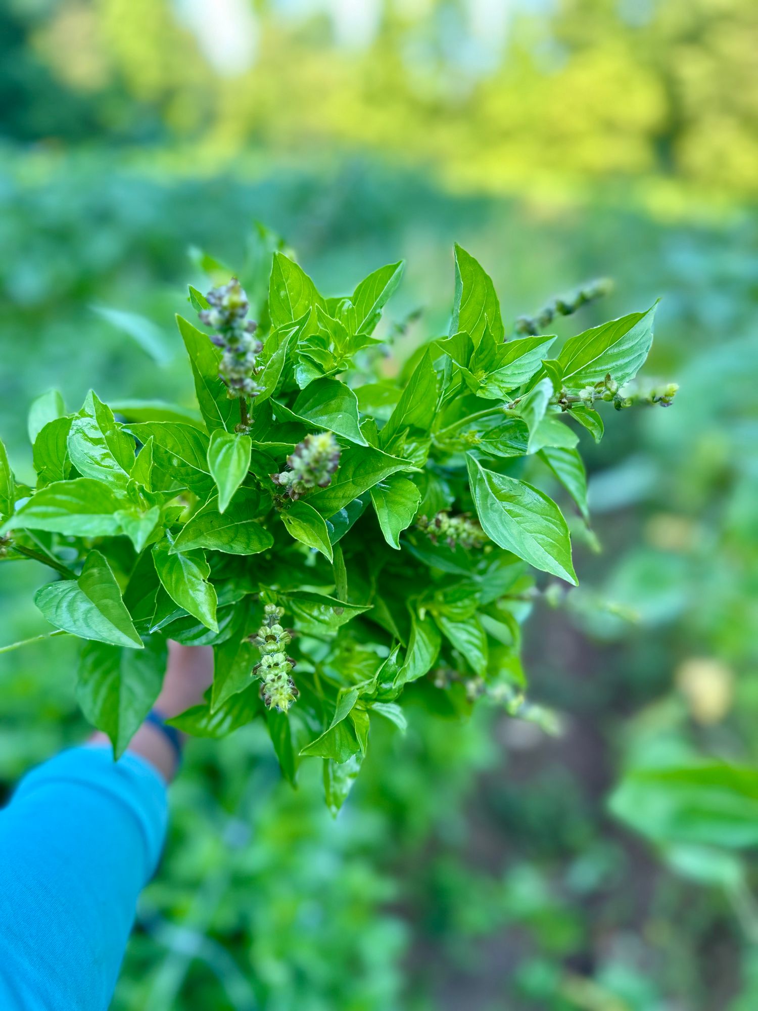 OCIMUM basilicum Citriodora
