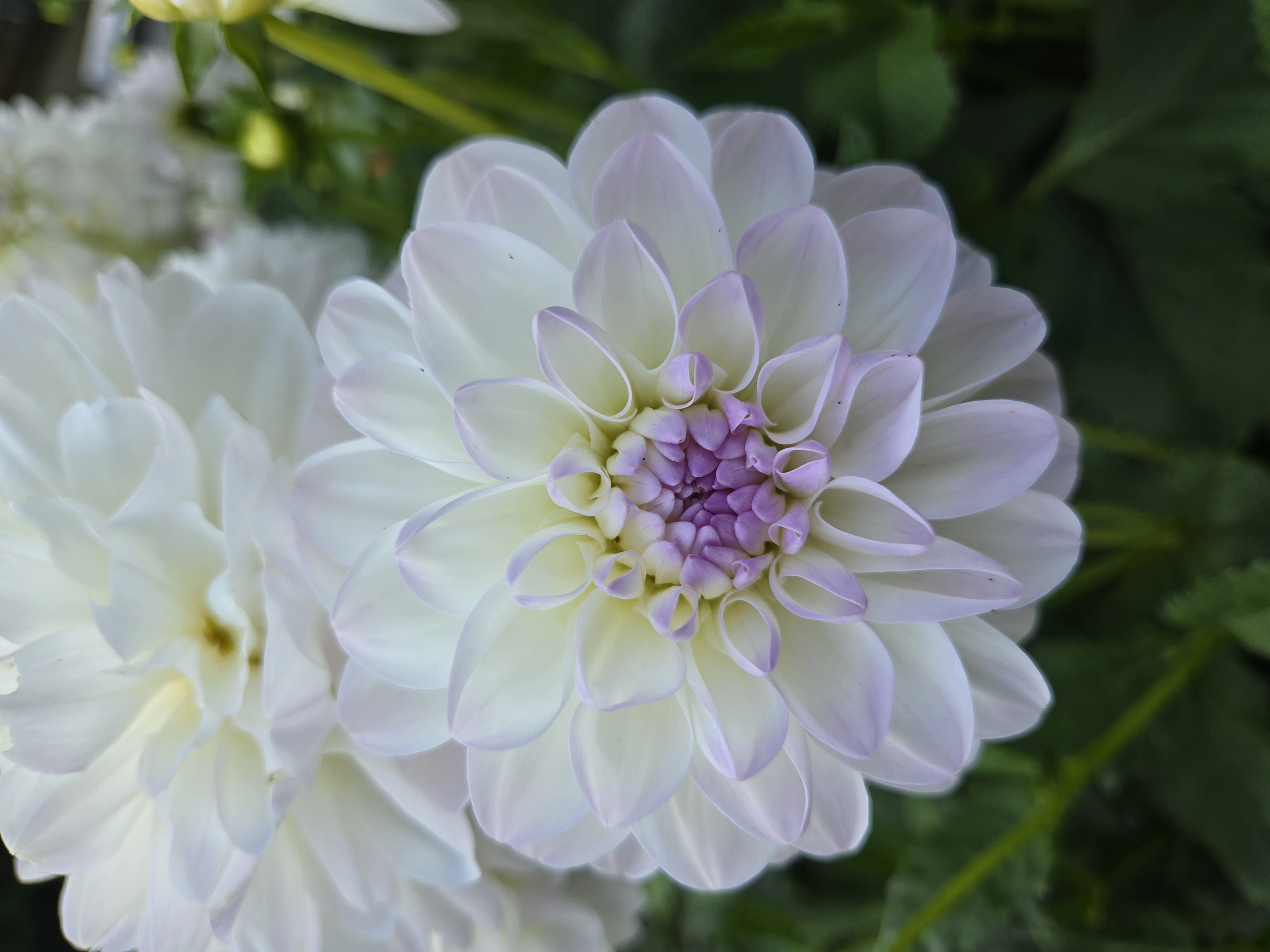 DAHLIA Eveline