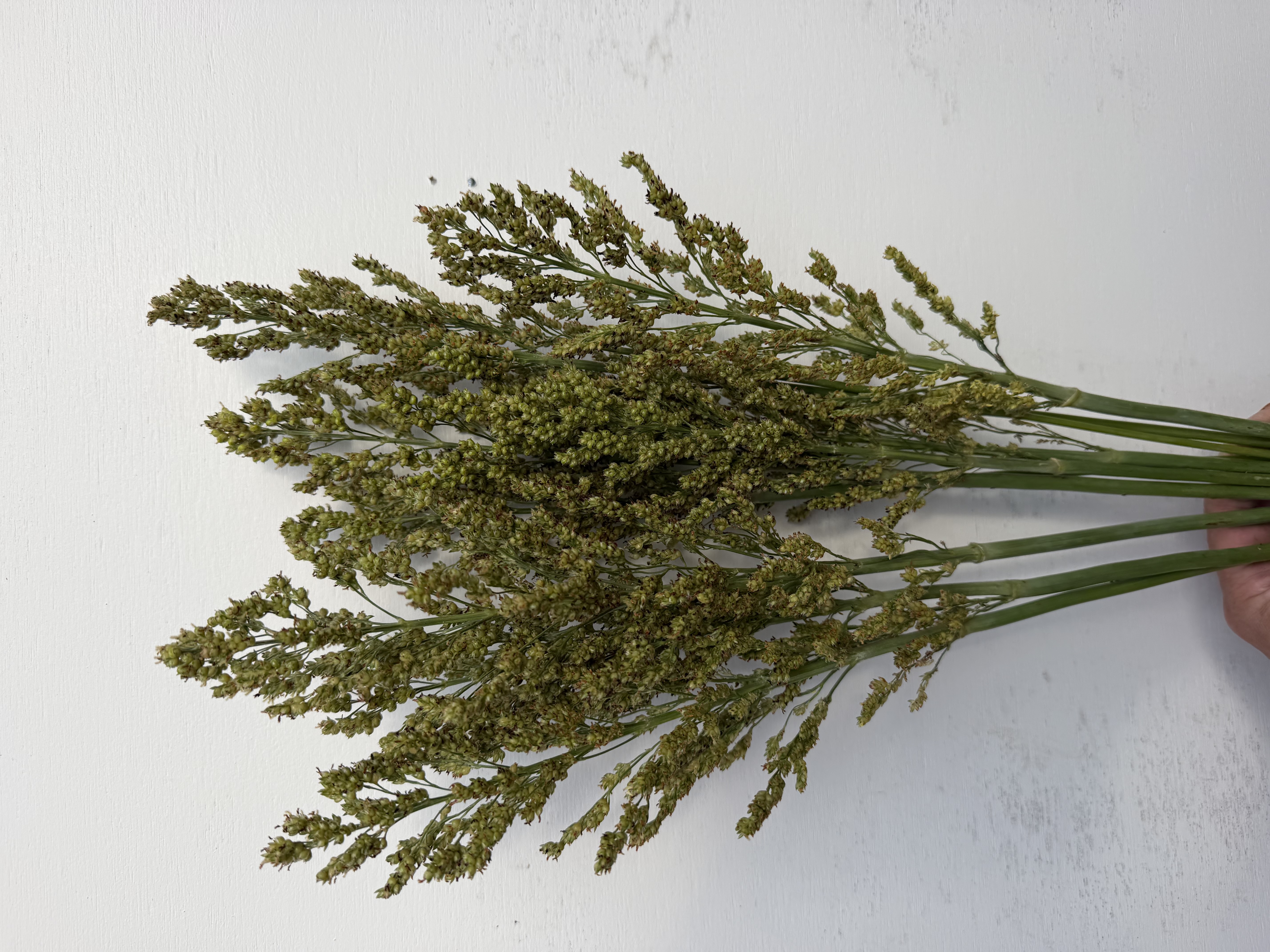 SORGHUM x drummondii