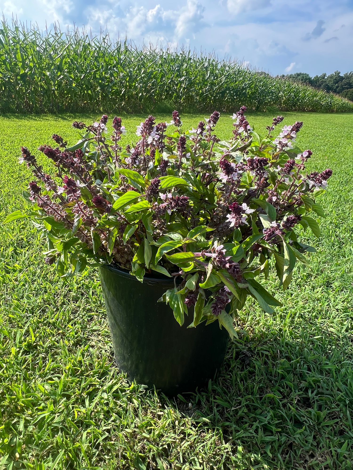 OCIMUM basilicum Cinnamon