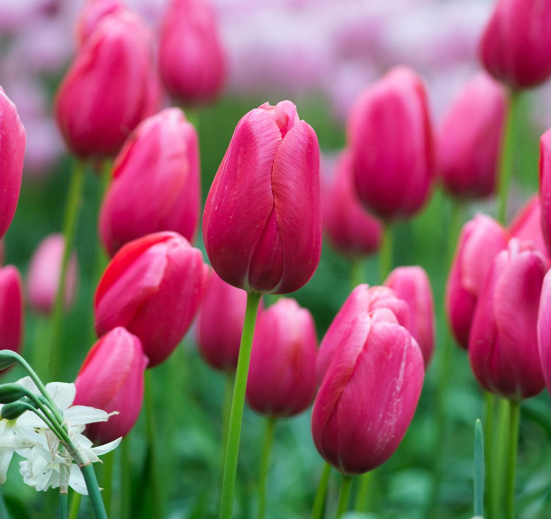 TULIPA Renown