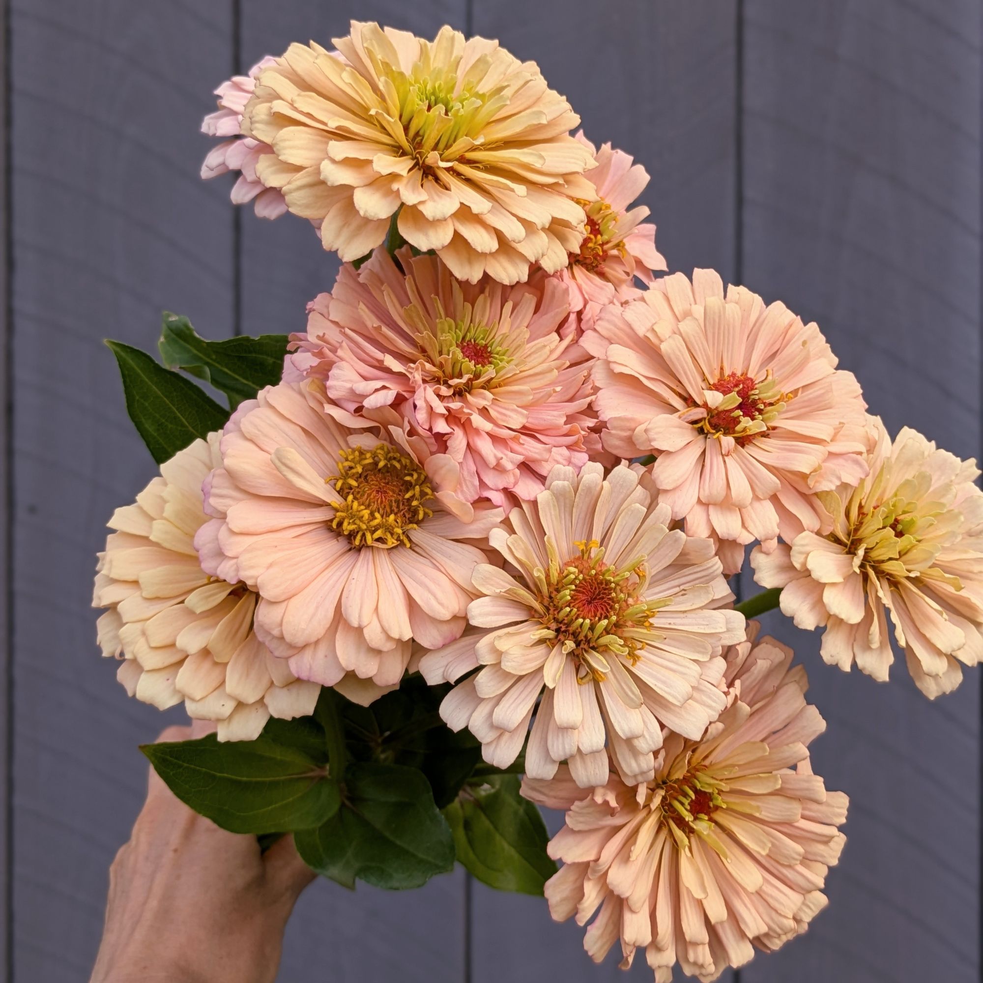 ZINNIA elegans Ballerina